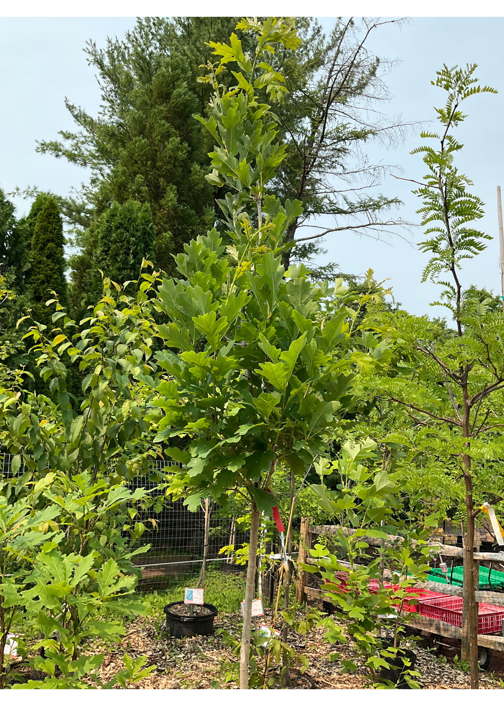 Quercus c warei x alba Birthday Candle, Oak Hybrid #10