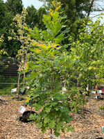 Quercus X Jillian Ann Young, Oak #7