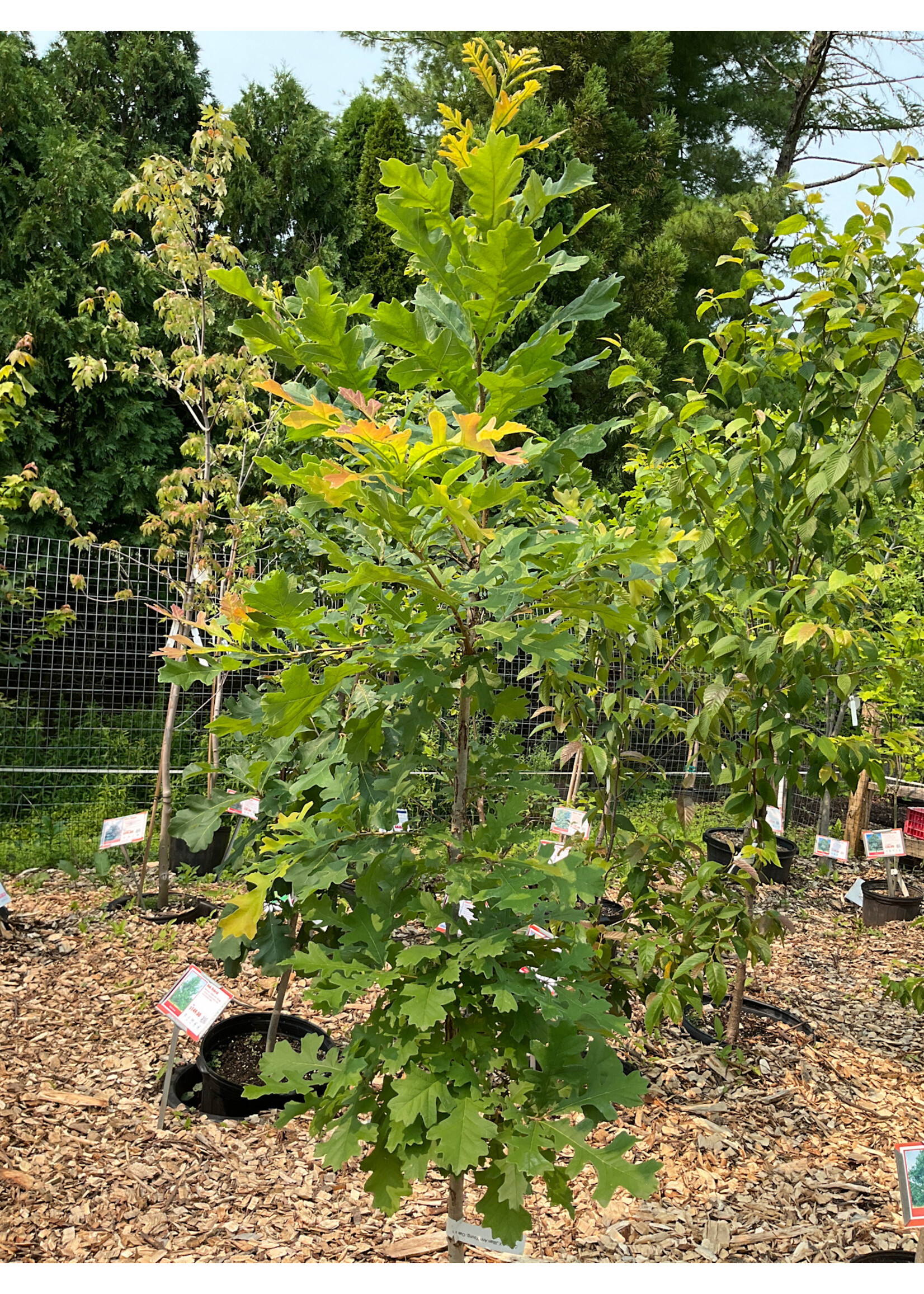 Quercus X Jillian Ann Young, Oak #7