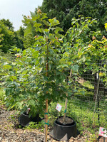 Acer rubrum Franksred Maple - Red, Red Sunset, #7