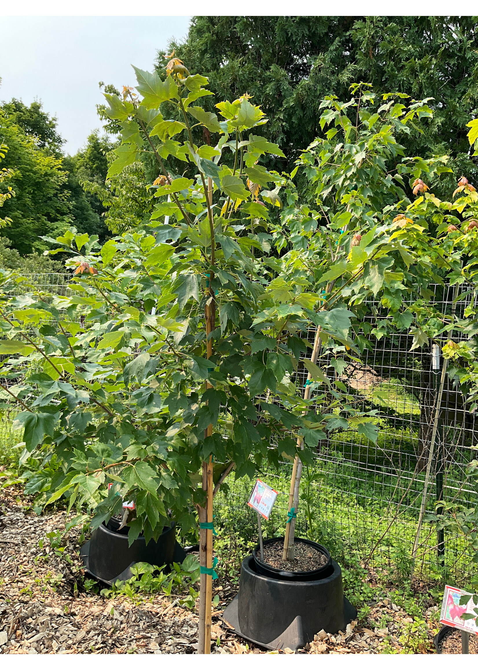 Acer rubrum Franksred Maple - Red, Red Sunset, #7