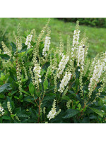 Clethra aln. Ripple Effect, Summersweet, Ripple Effect, #3