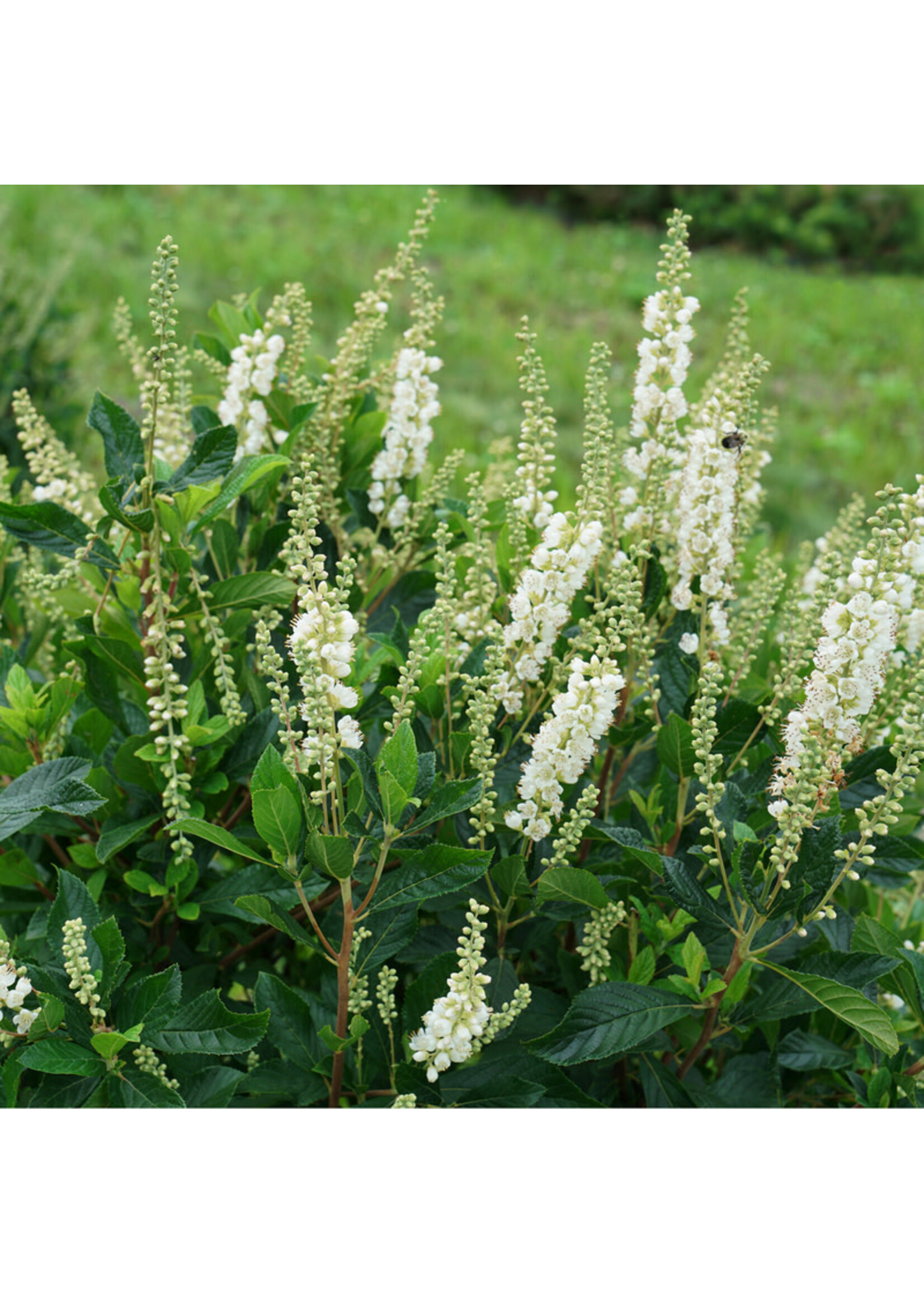 Clethra aln. Ripple Effect, Summersweet, Ripple Effect, #3