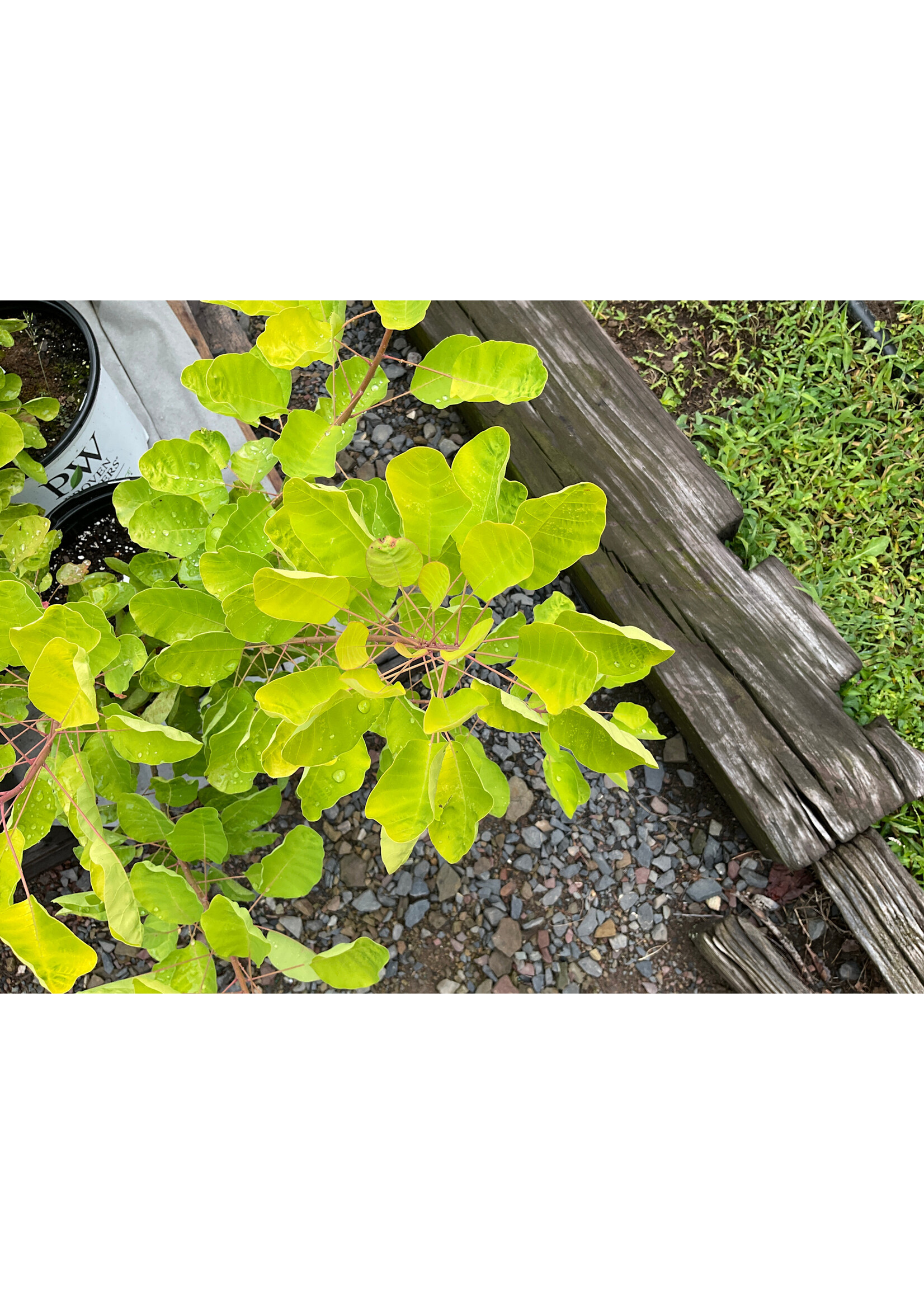 Cotinus coggygria Winecraft Gold Smokebush, Winecraft Gold, #3