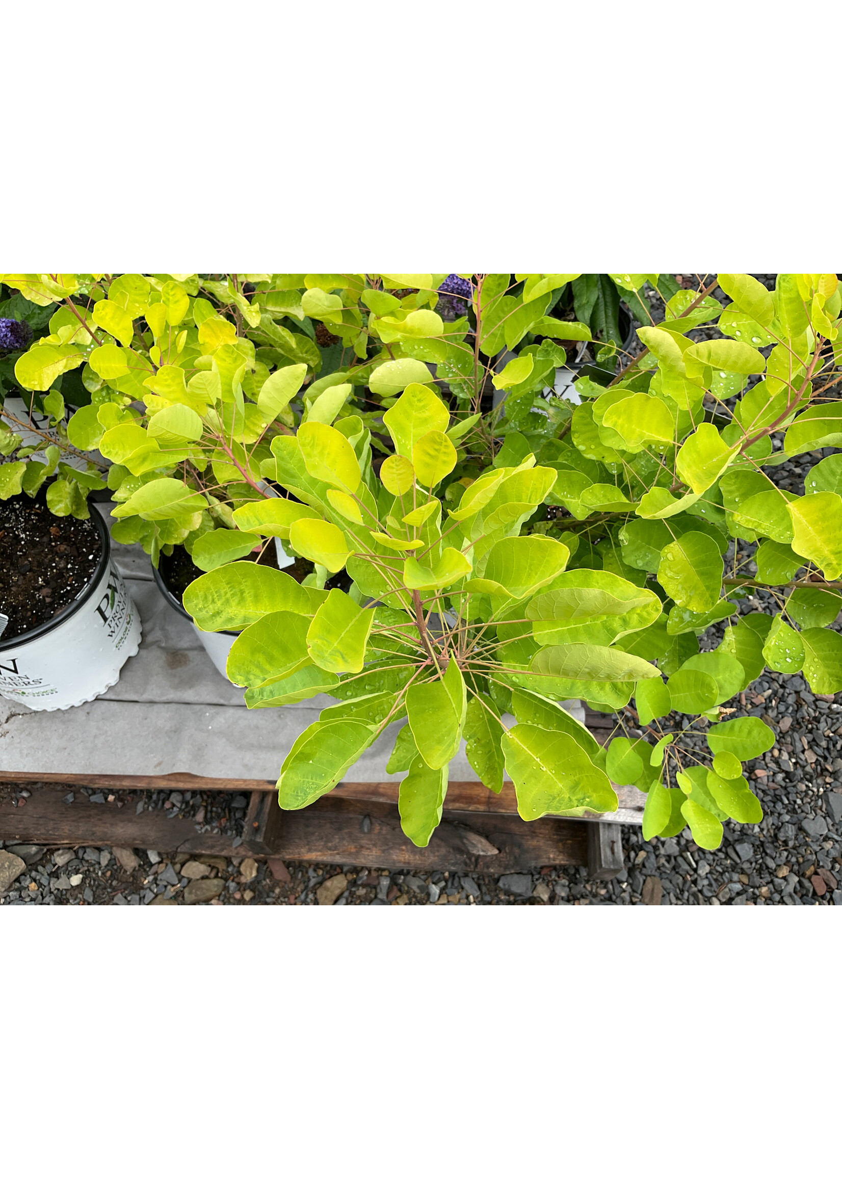 Cotinus coggygria Winecraft Gold Smokebush, Winecraft Gold, #3