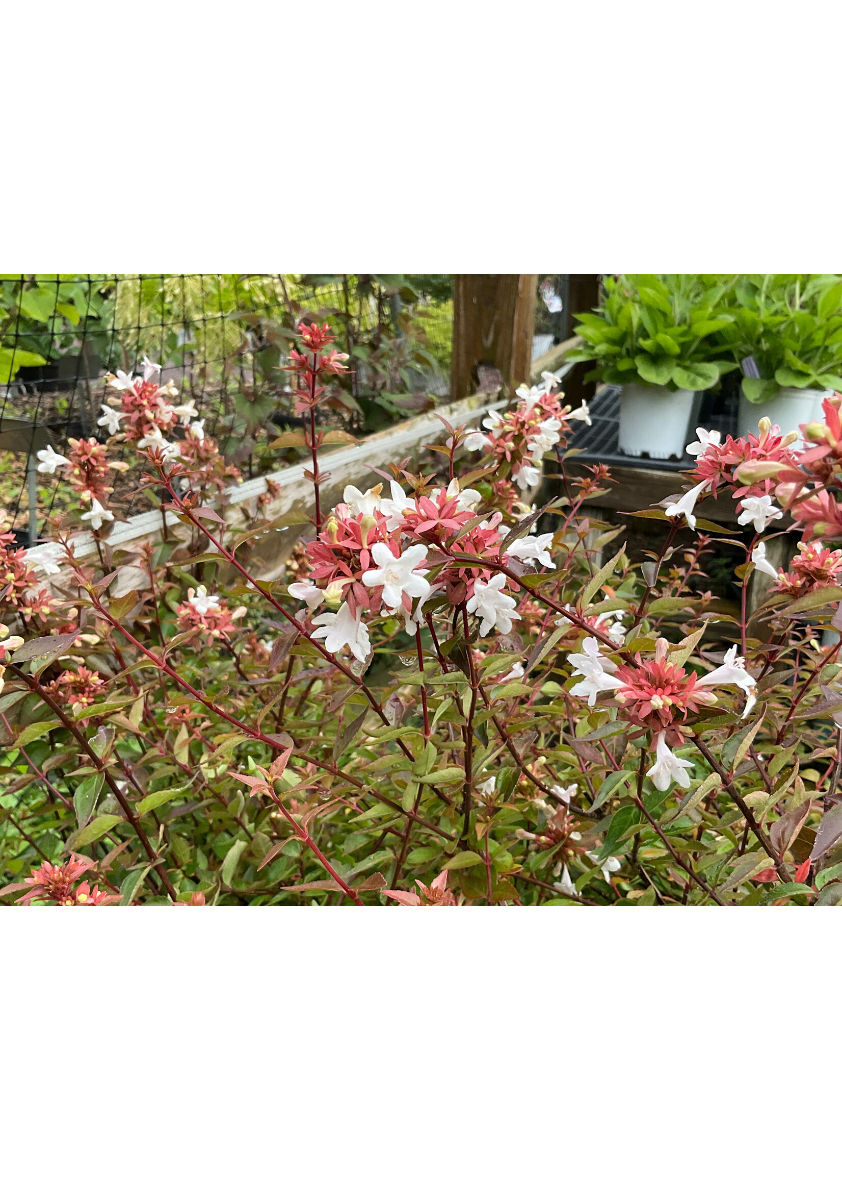 Abelia x grandiflora John Creech, #3 Glossy Abelia