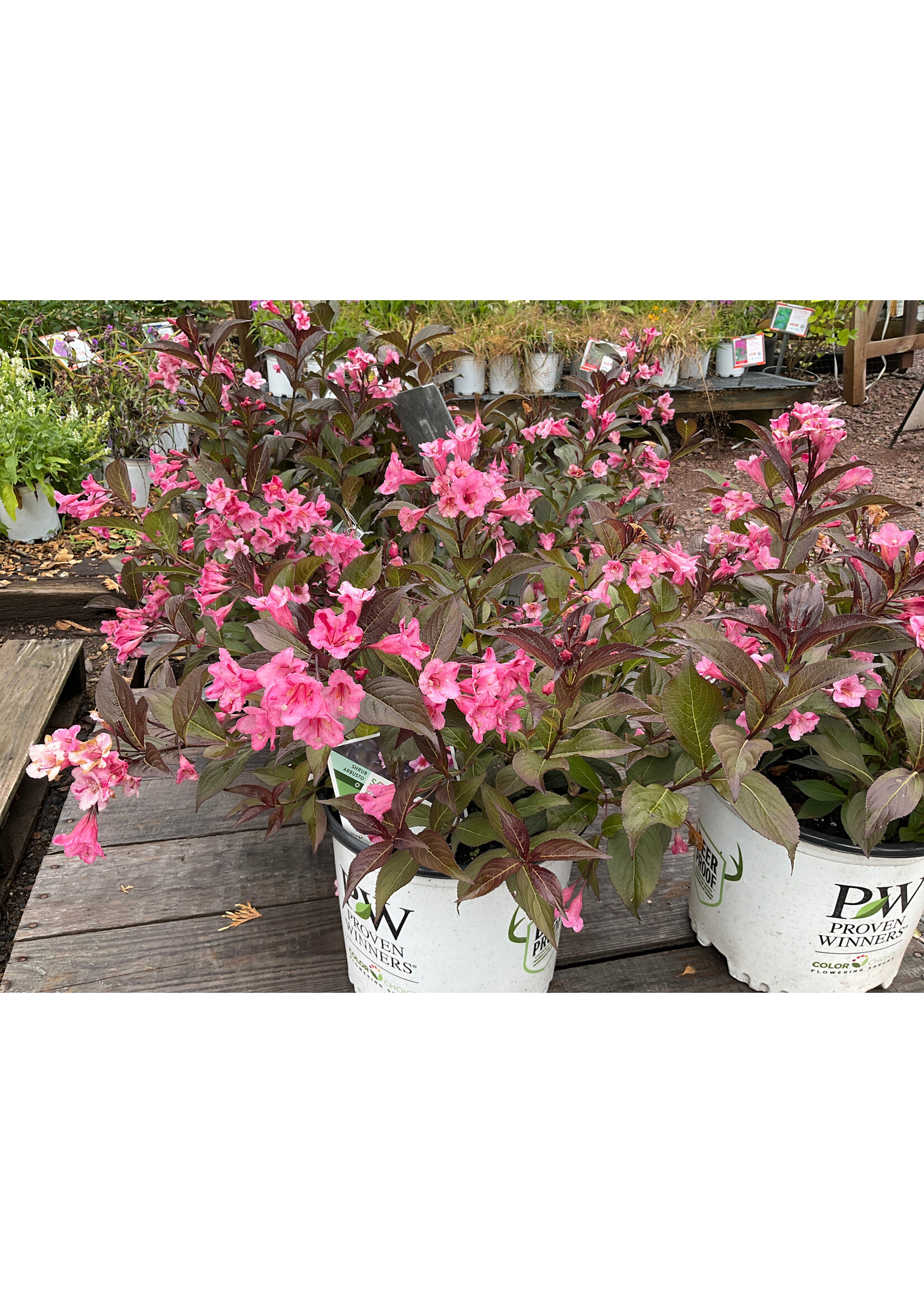 Weigela florida Sonic Bloom Wine, Weigela,  #3