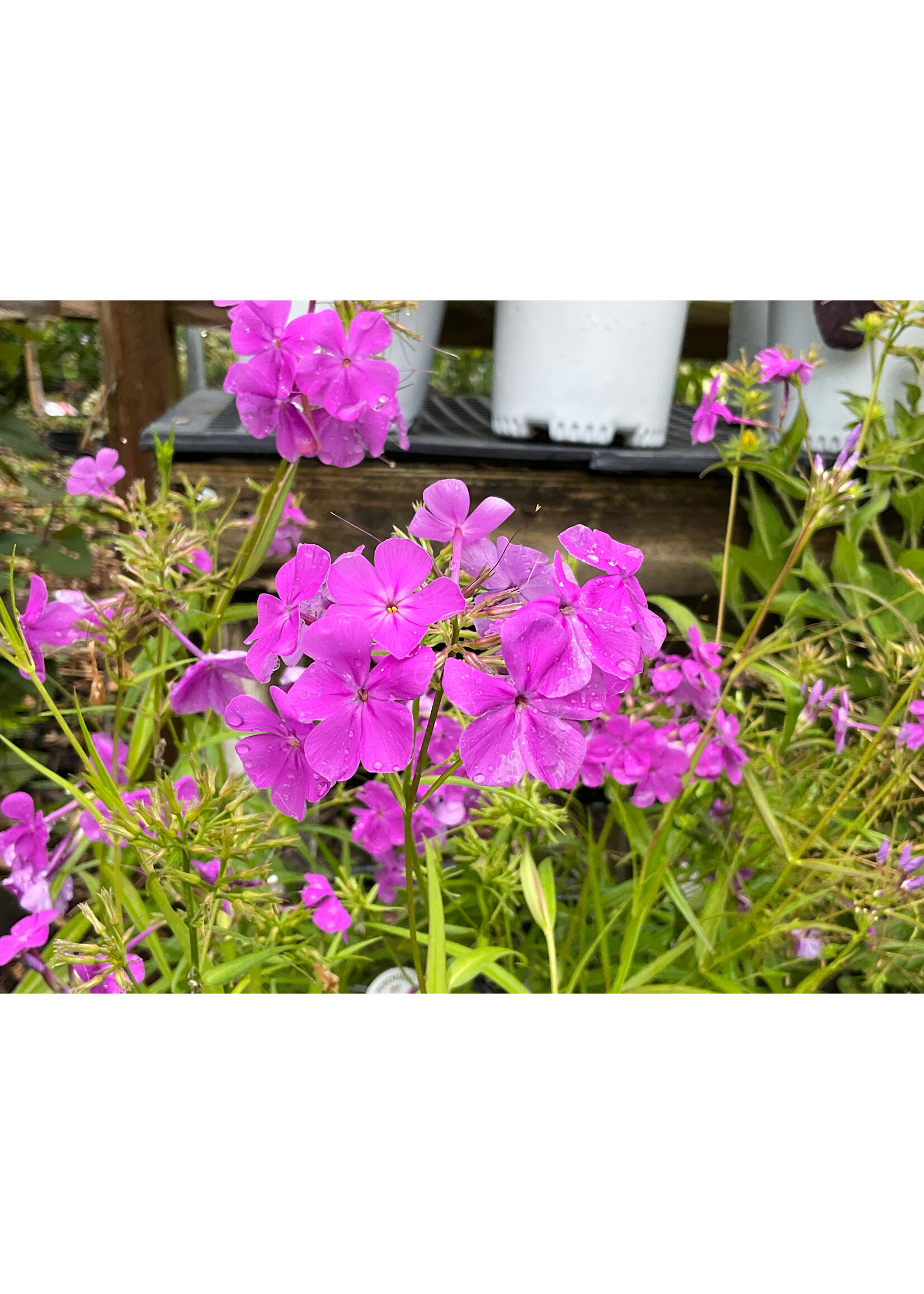 Phlox x 'Wanda' - Phlox #1