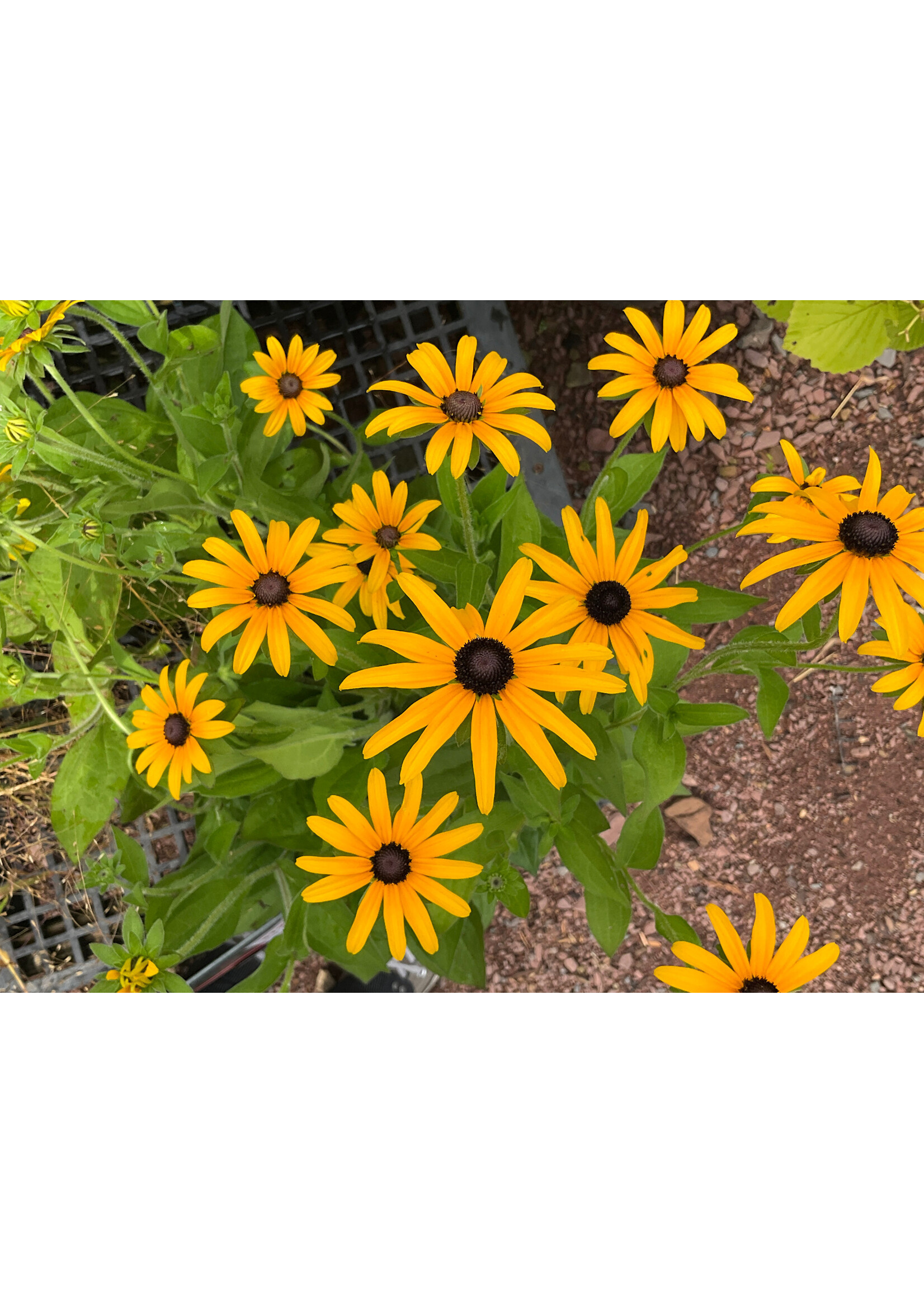 Rudbeckia fulgida var. deamii,  Black-Eyed Susan, #1