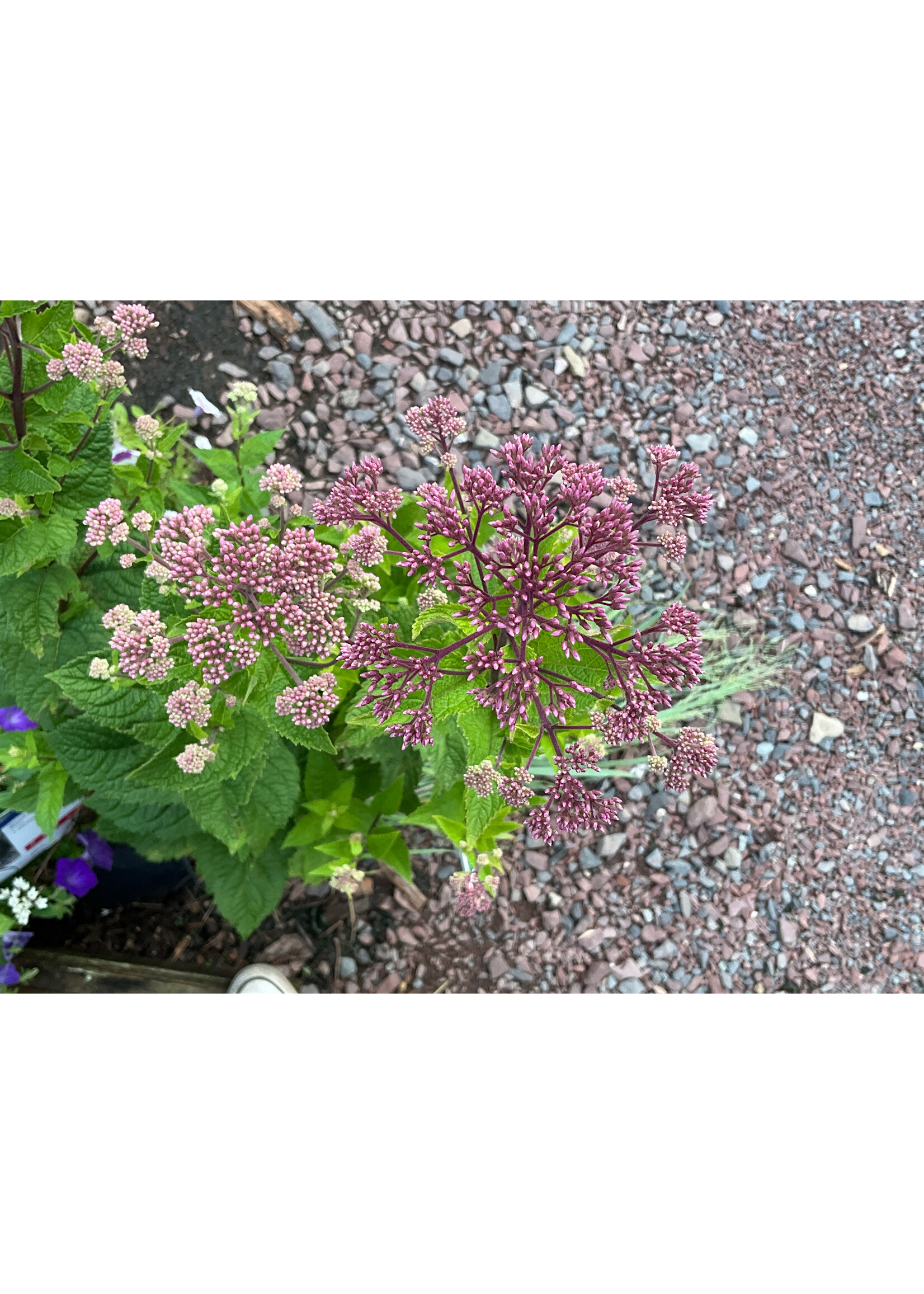 Eutrochium dubium, Coastal Joe Pye Weed #1