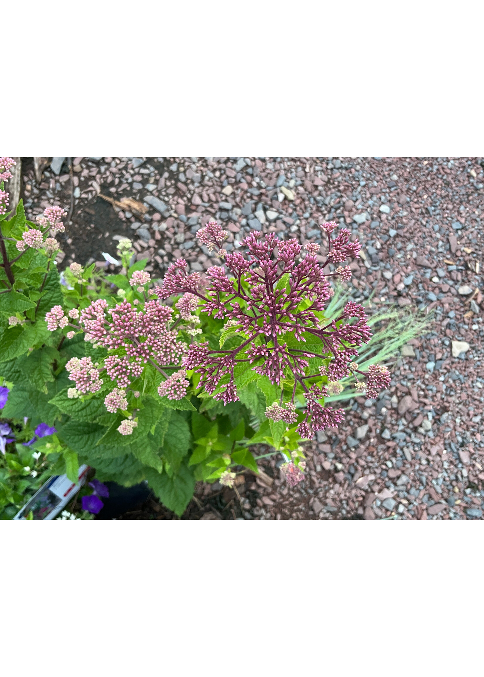 Eutrochium dubium, Coastal Joe Pye Weed #1