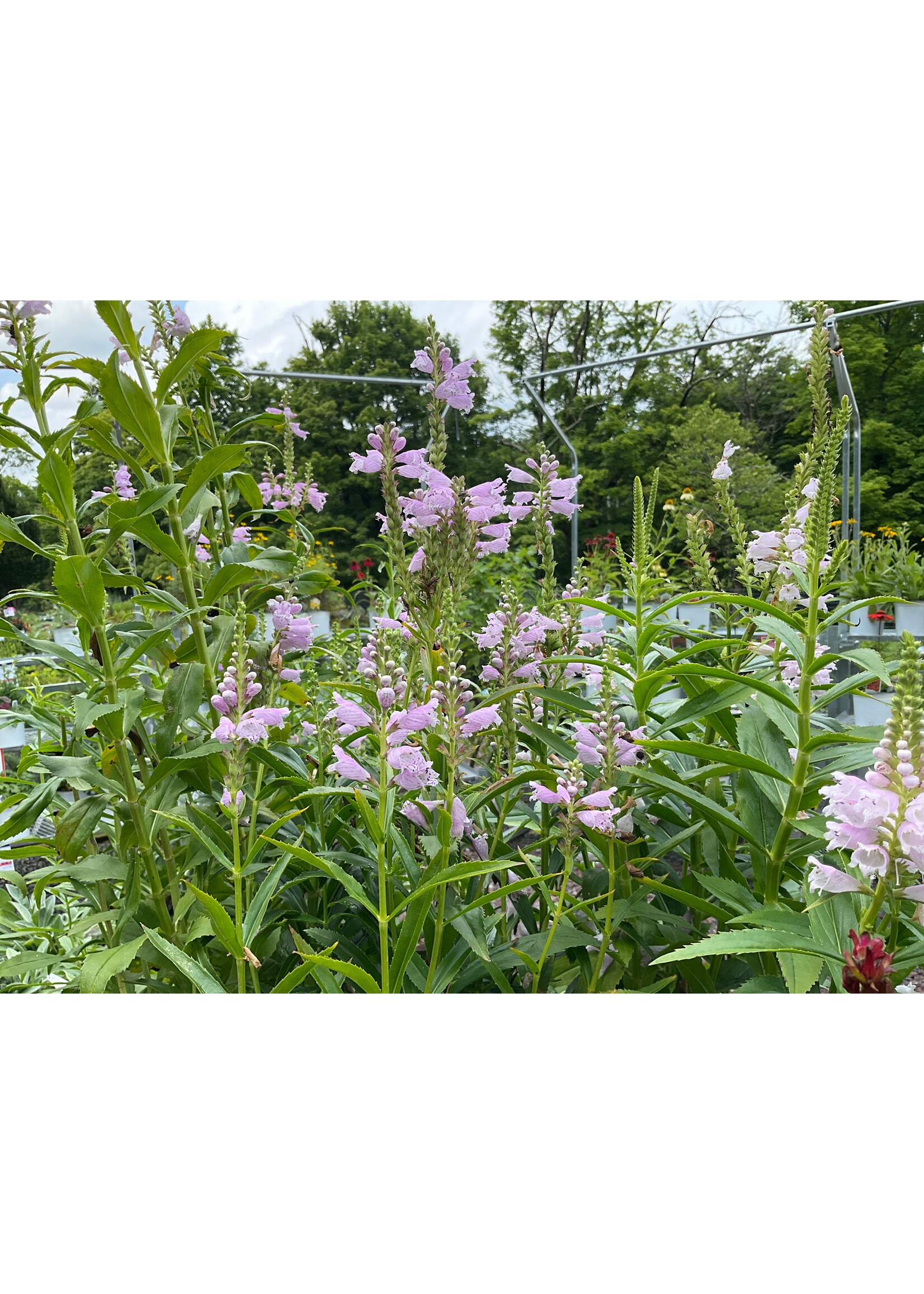 Physostegia vir. Crown Rose Obedient Plant, #1