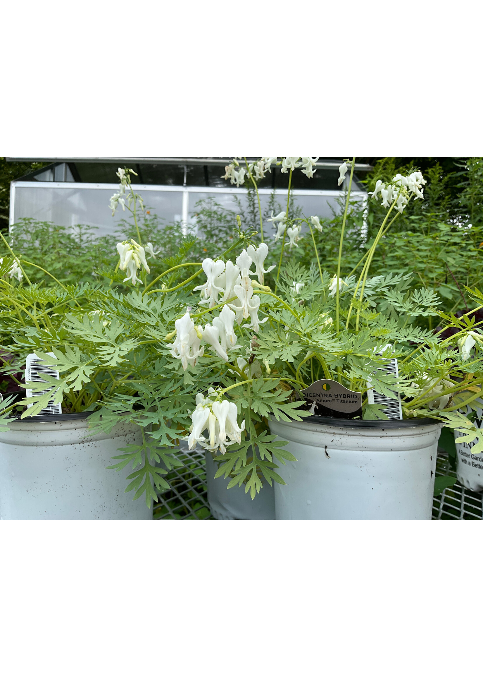 Dicentra Amore Titanium, Bleeding Heart #1