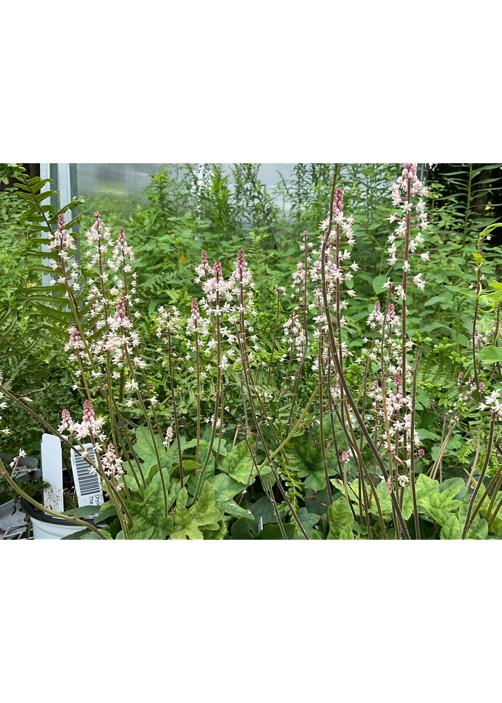 Tiarella cordifolia, Oakleaf Foamflower, Oakleaf, #1 container