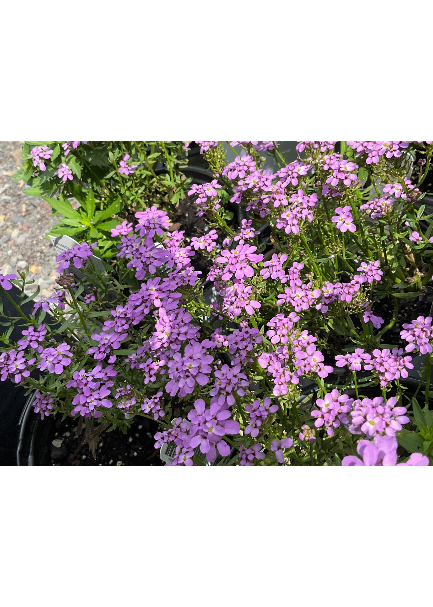 Iberis Mermaid Lavender, Candytuft #1