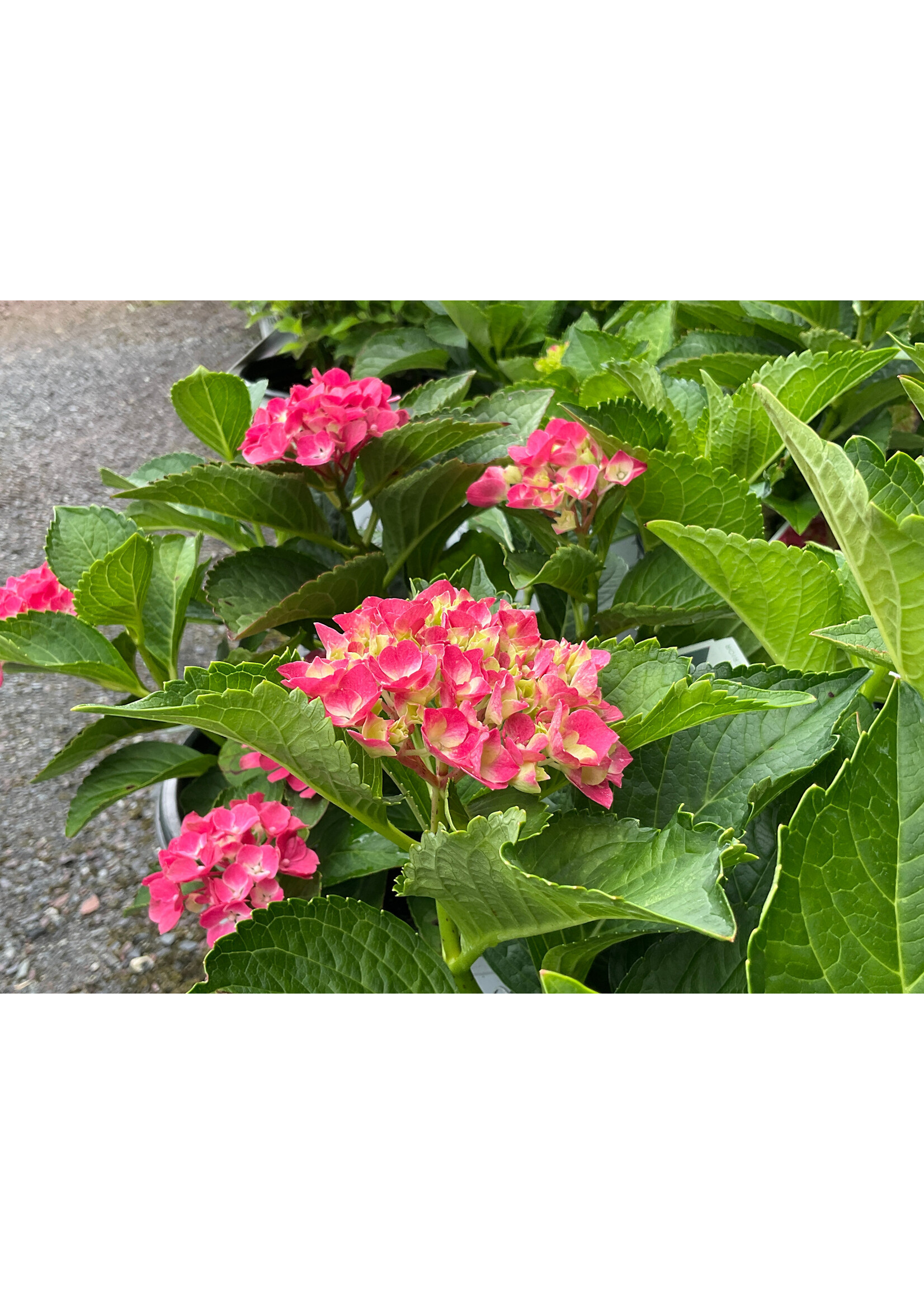 Hydrangea mac. Wee Bit Giddy Hydrangea - Mophead, #3