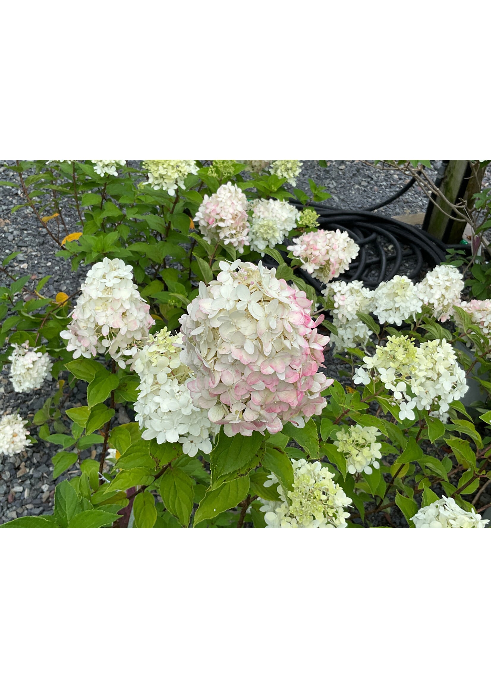 Hydrangea panic. Limelight Prime Hydrangea - Hardy, Limelight prime, #3