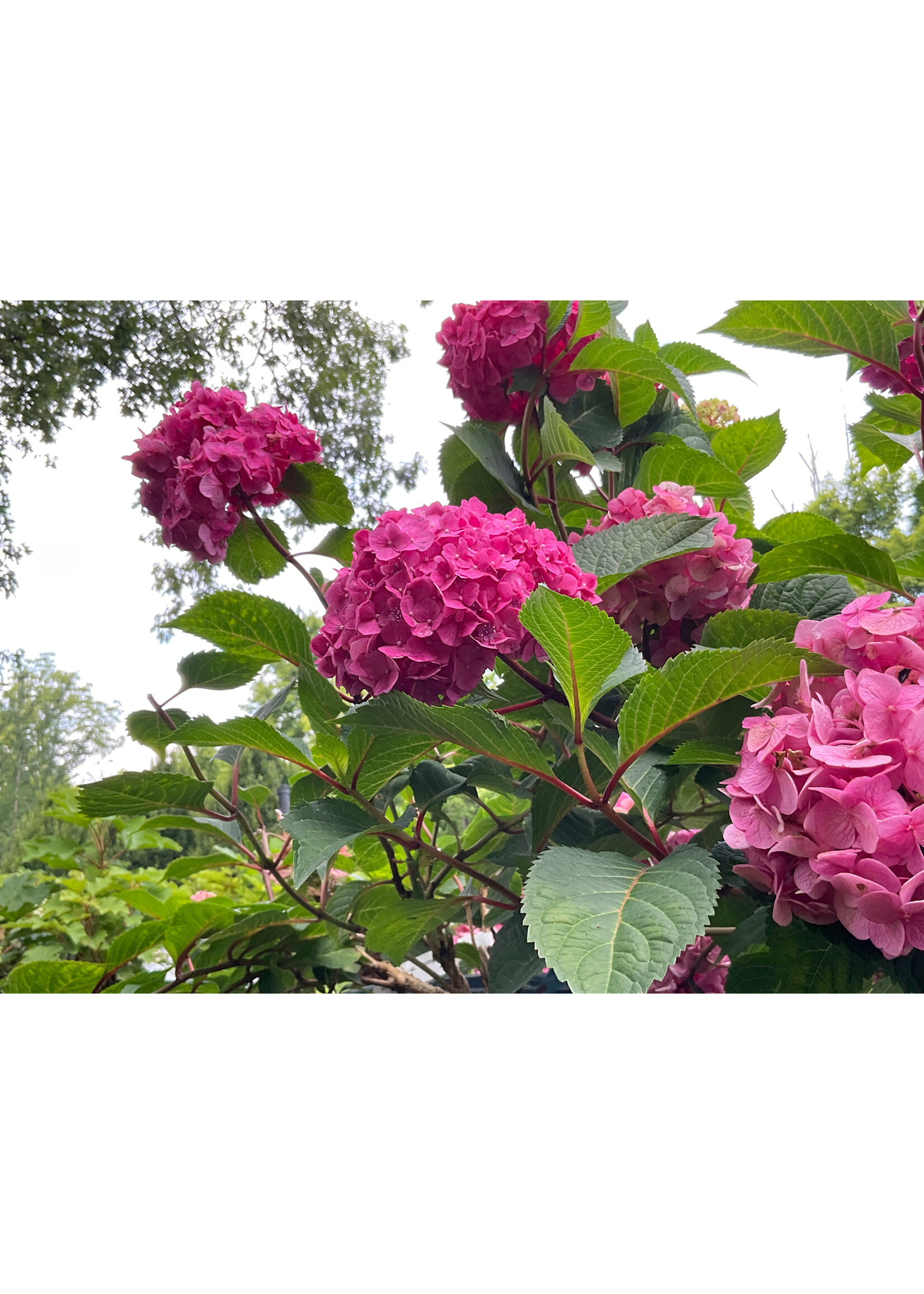 Hydrangea mac. Bloomstruck #3