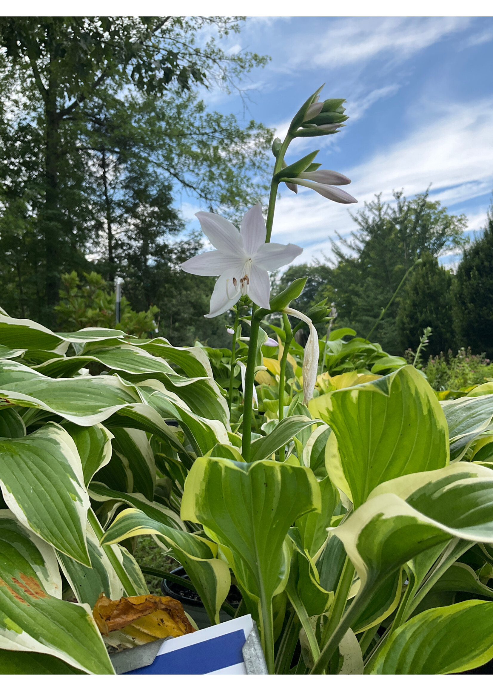 Hosta So Sweet Plantain Lily, So Sweet, #1