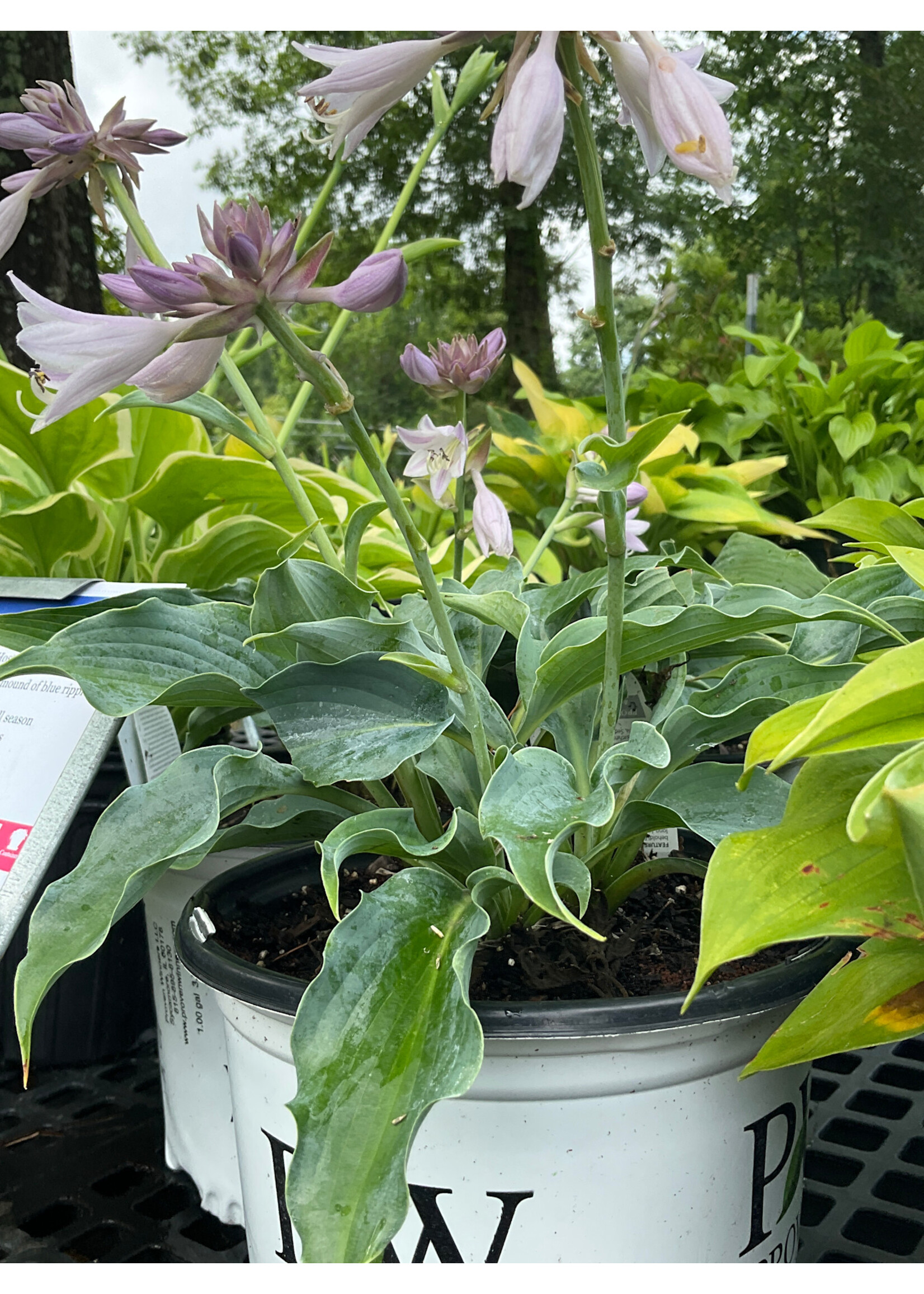 Hosta Shadowland Waterslide #1