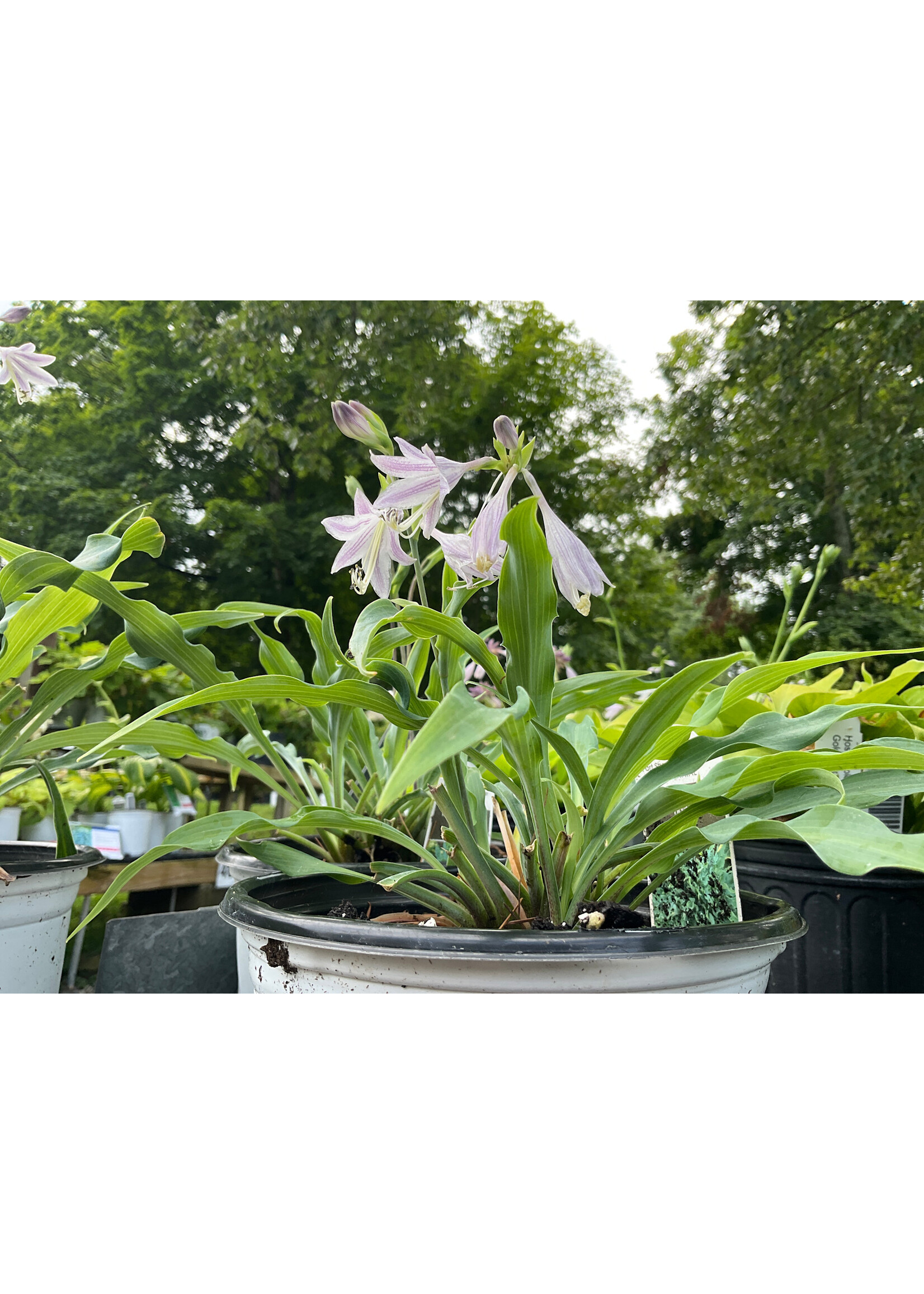 Hosta Wild Imagination #1