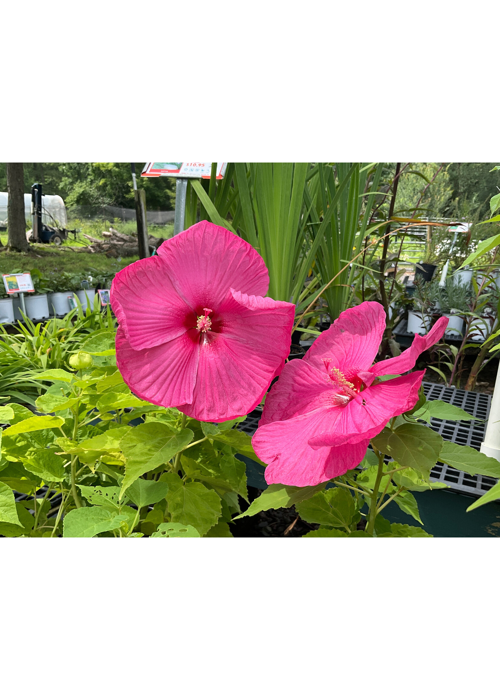 Hibiscus mosch. Luna Mix Mallow, #1