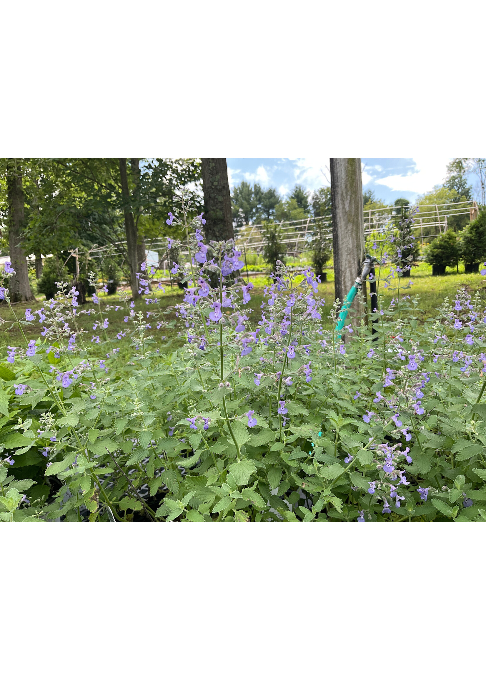 Nepeta x Junior Walker Catmint, Junior Walker, #1