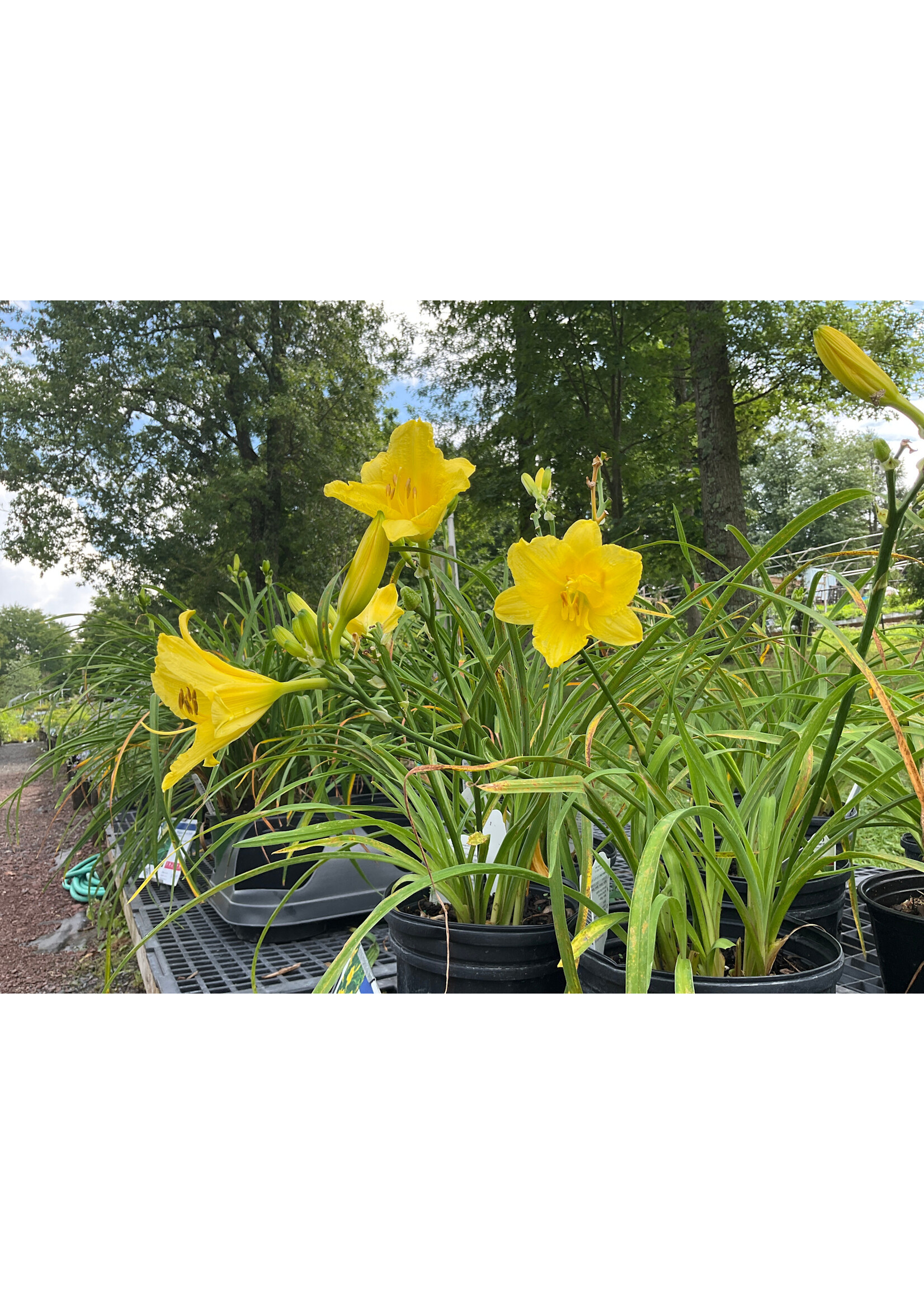 Hemerocallis Happy Returns Daylily, Happy Returns, #1