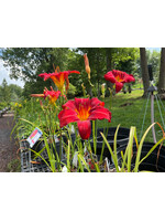 Hemerocallis Chicago Apache, Daylily,  #1 Container