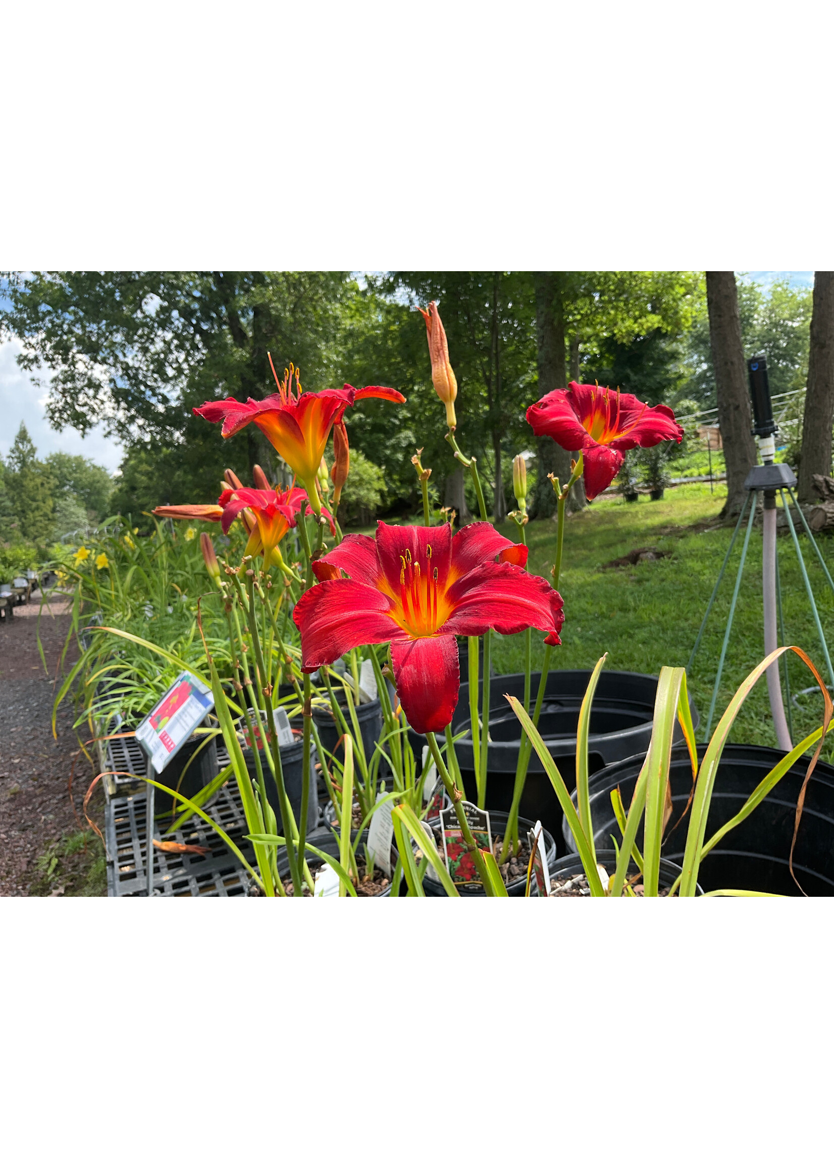 Hemerocallis Chicago Apache, Daylily,  #1 Container