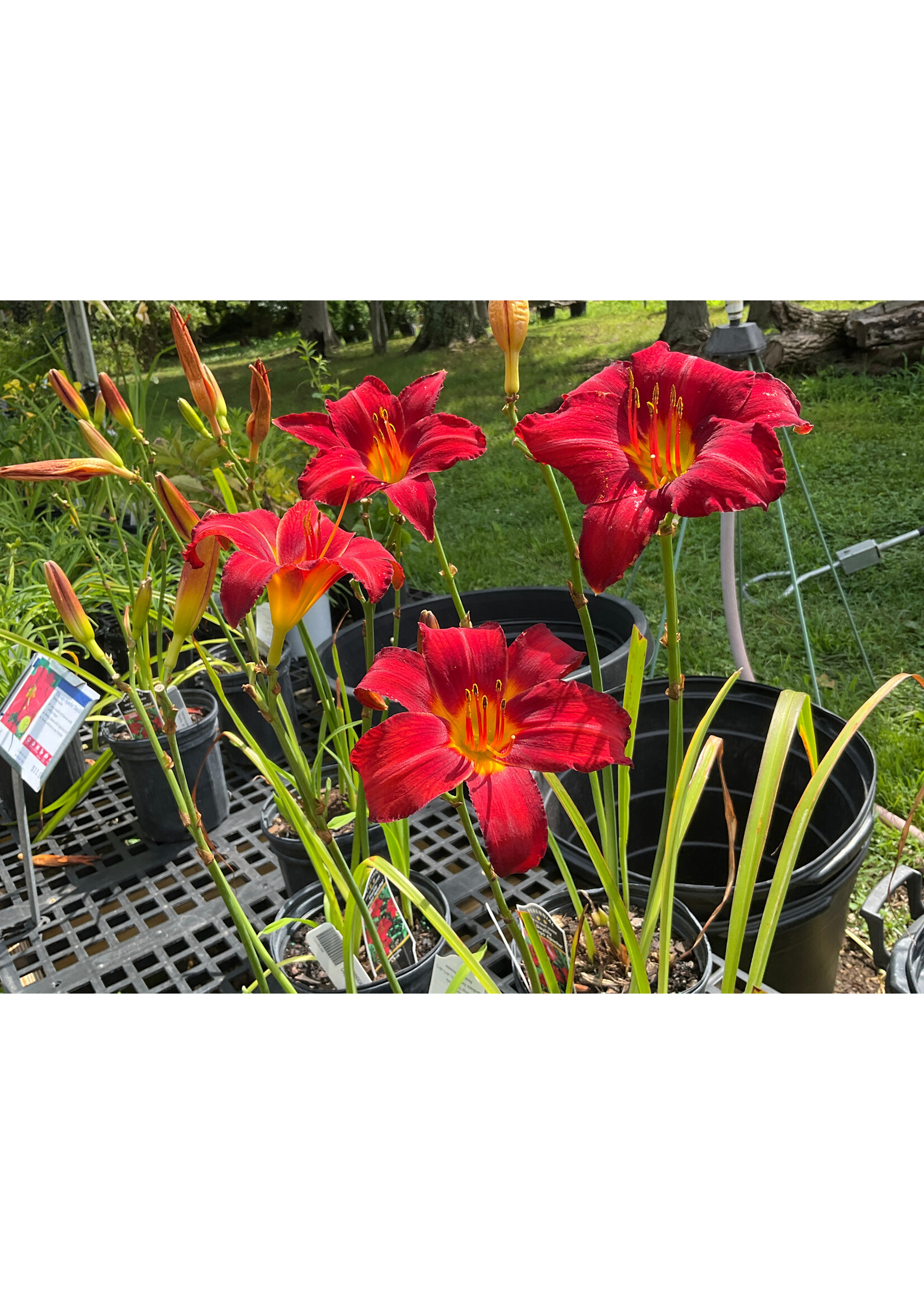 Hemerocallis Chicago Apache, Daylily,  #1 Container