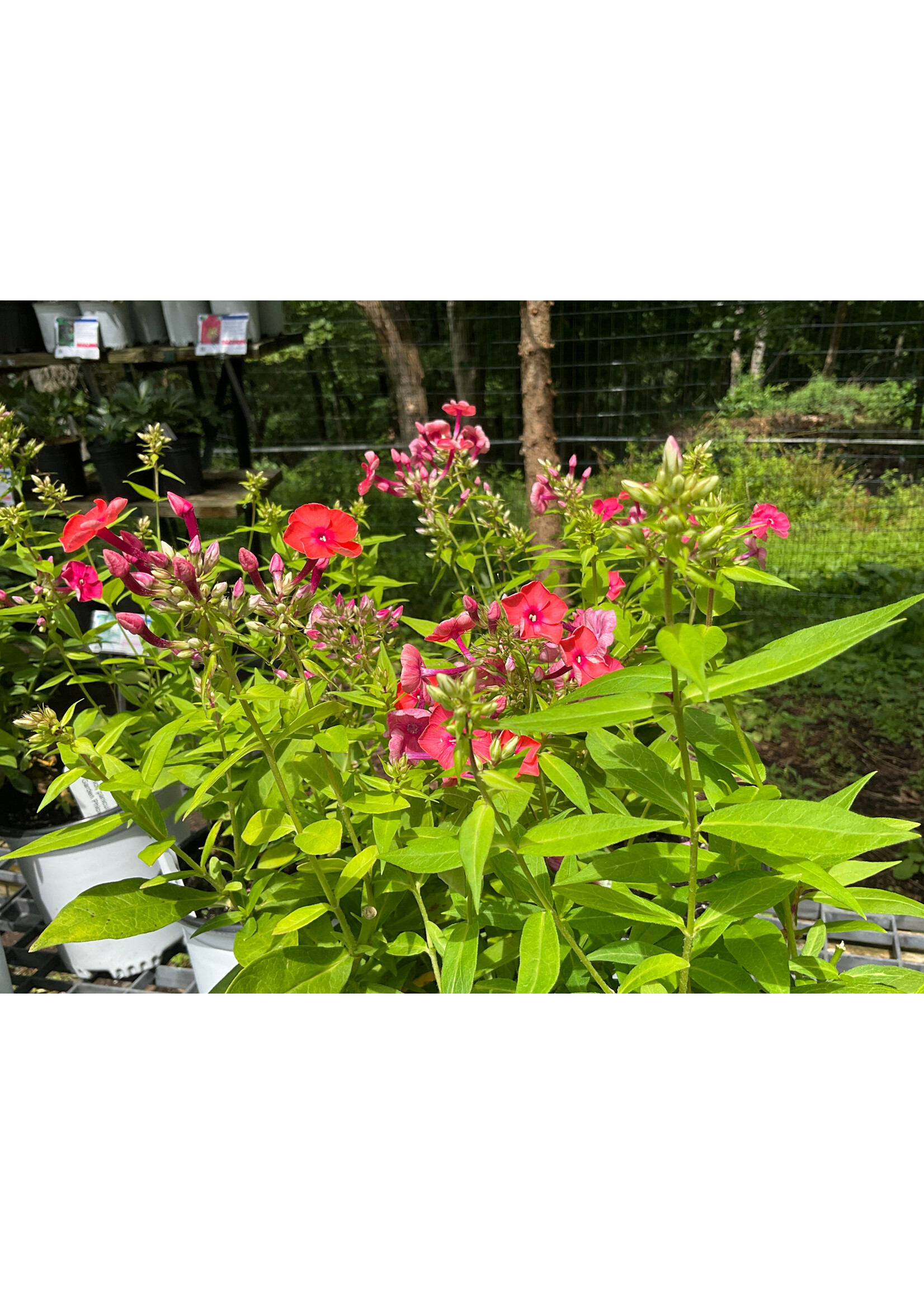 Phlox paniculata Ka Pow pink, Garden Phlox, #1