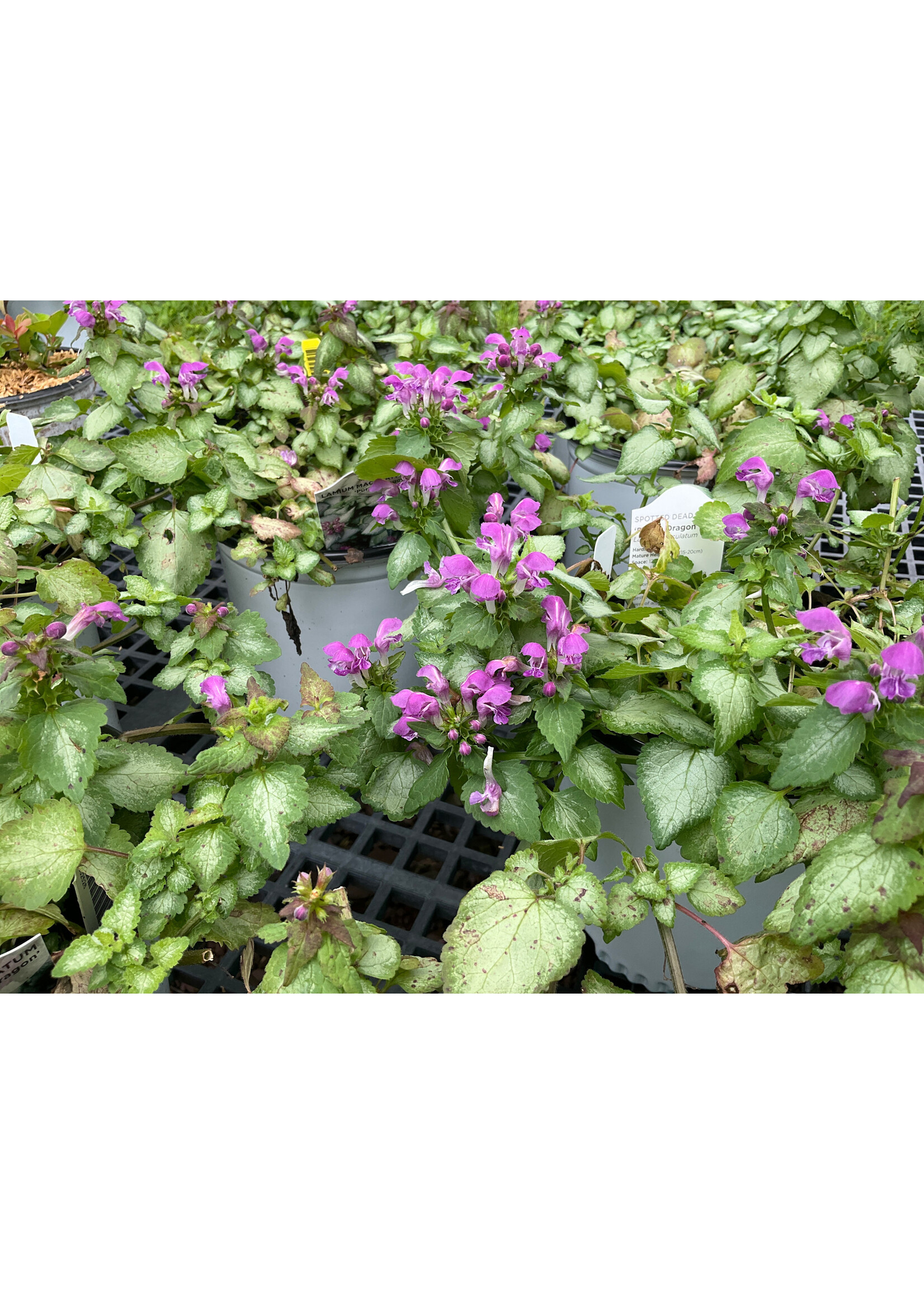 Lamium mac. Purple Dragon Dead Nettle, Purple Dragon, #1 container