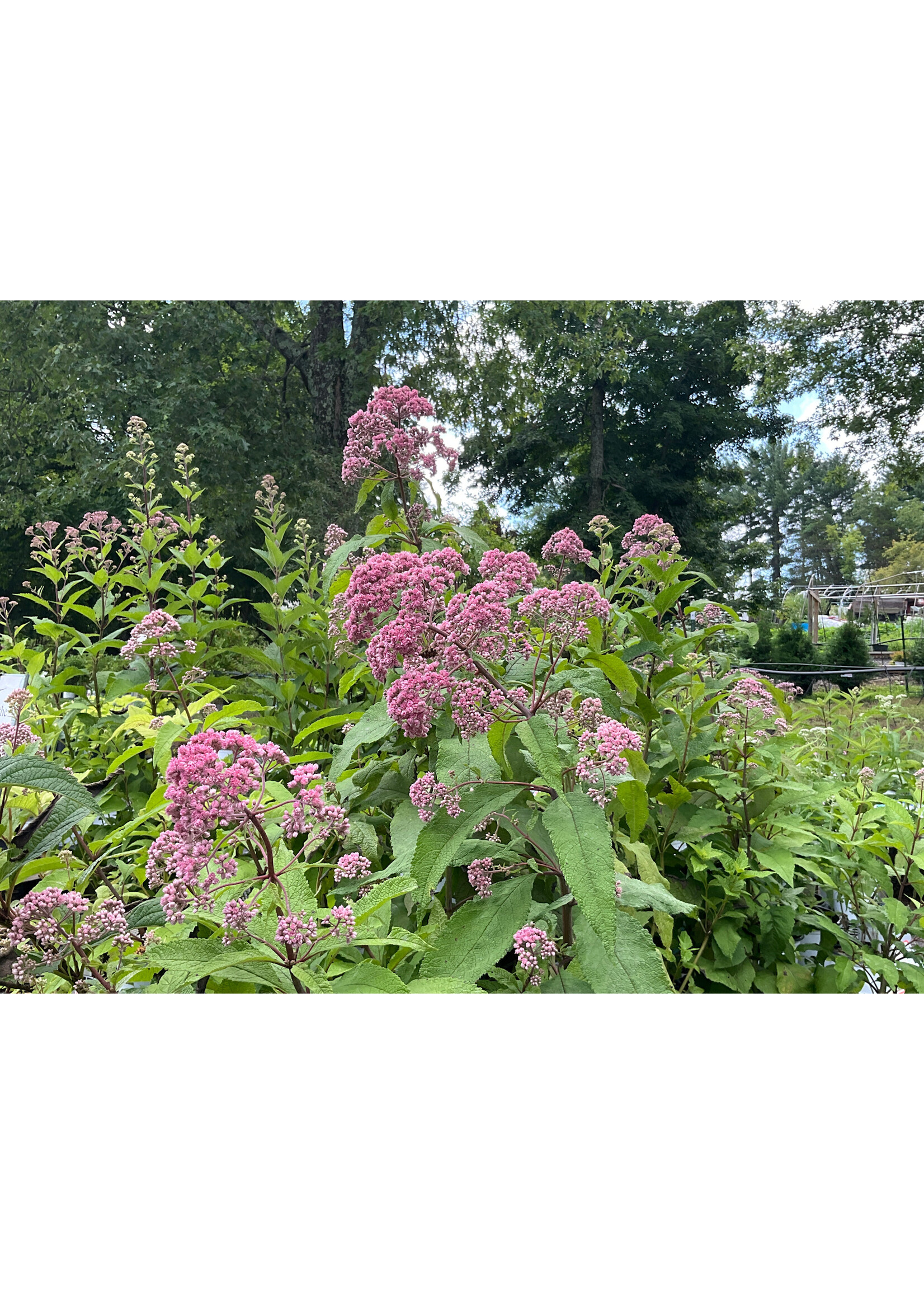 Eutrochium fistulosum JoJo, Joe Pye Weed #1