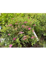 Spiraea jap. Neon Flash Spirea, Neon Flash, #3