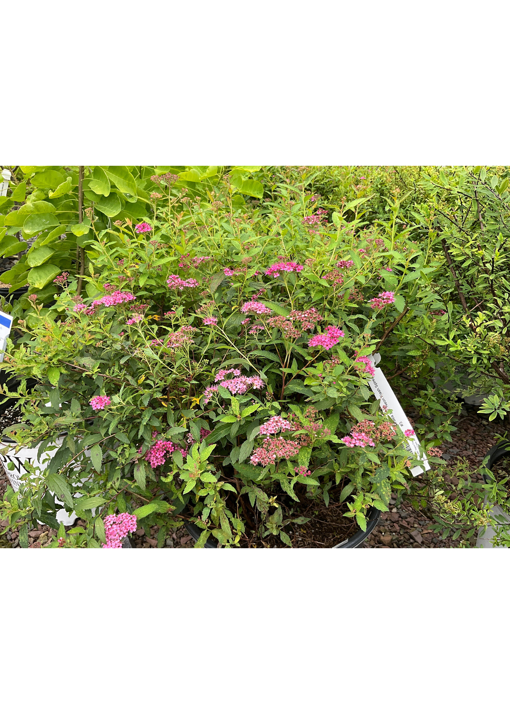 Spiraea jap. Neon Flash Spirea, Neon Flash, #3