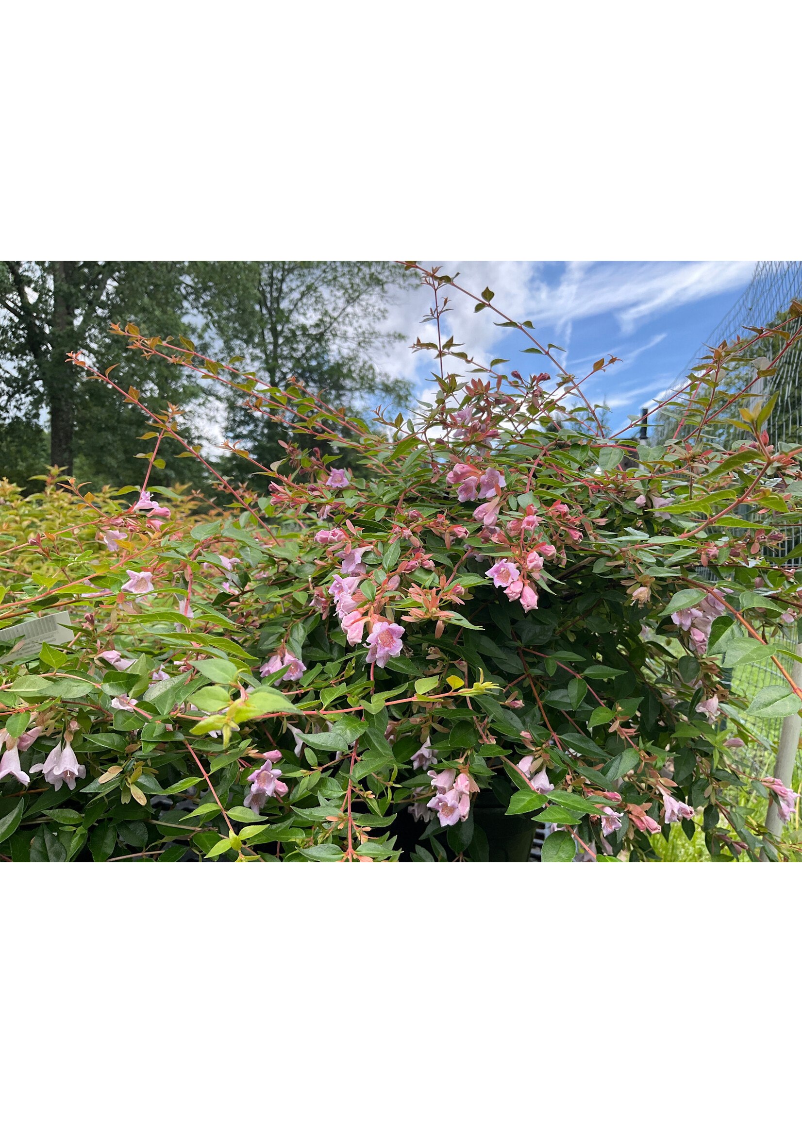 Abelia x grand. Edward Goucher Abelia, Edward Goucher, #3