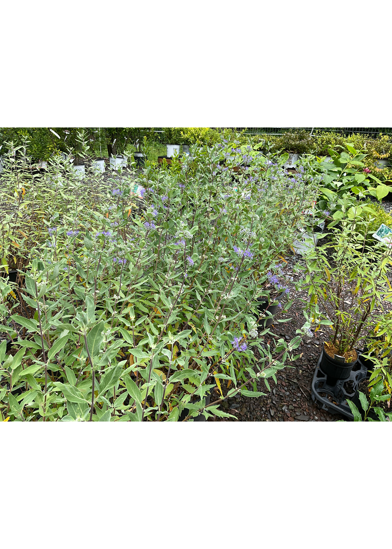 Caryopteris Dark Knight, Bluebeard, #3