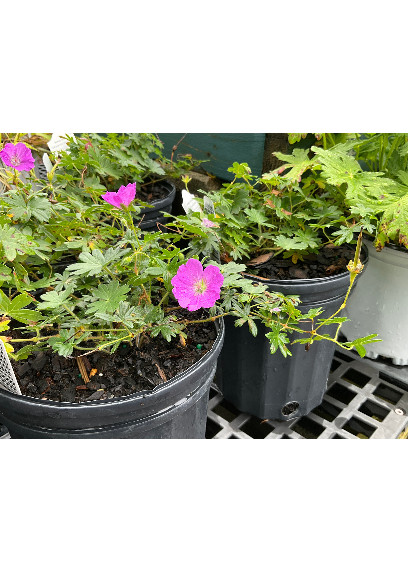 Geranium sang. Max Frei Cranesbill, Max Frei, #1