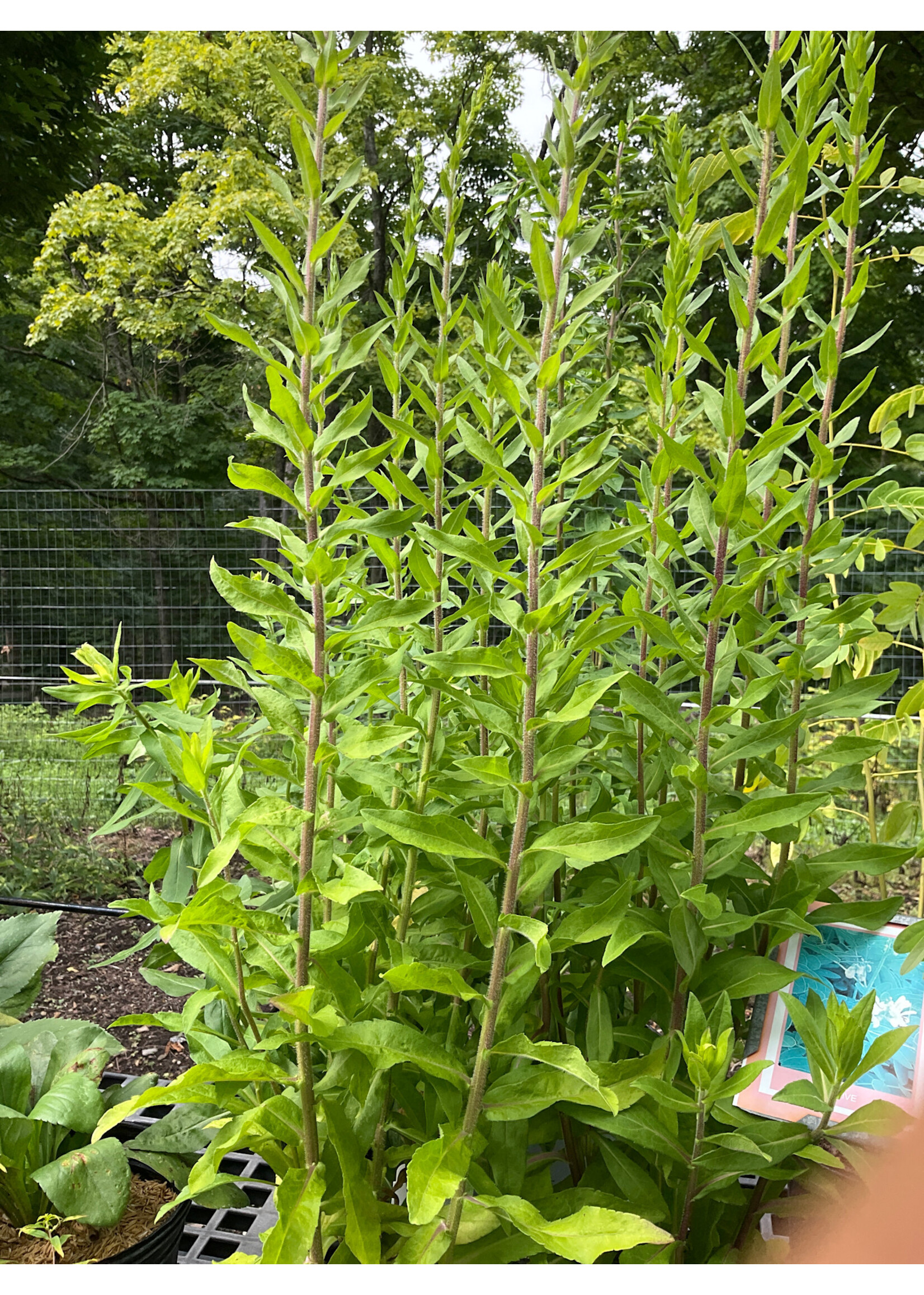 Solidago fistulosa, Goldenrod #1