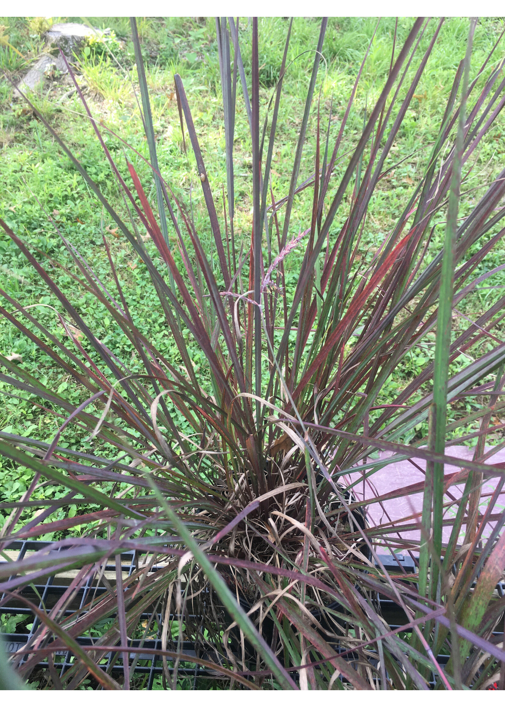 Andropogon gerardii Red October Grass - Ornamental Big Bluestem, #3