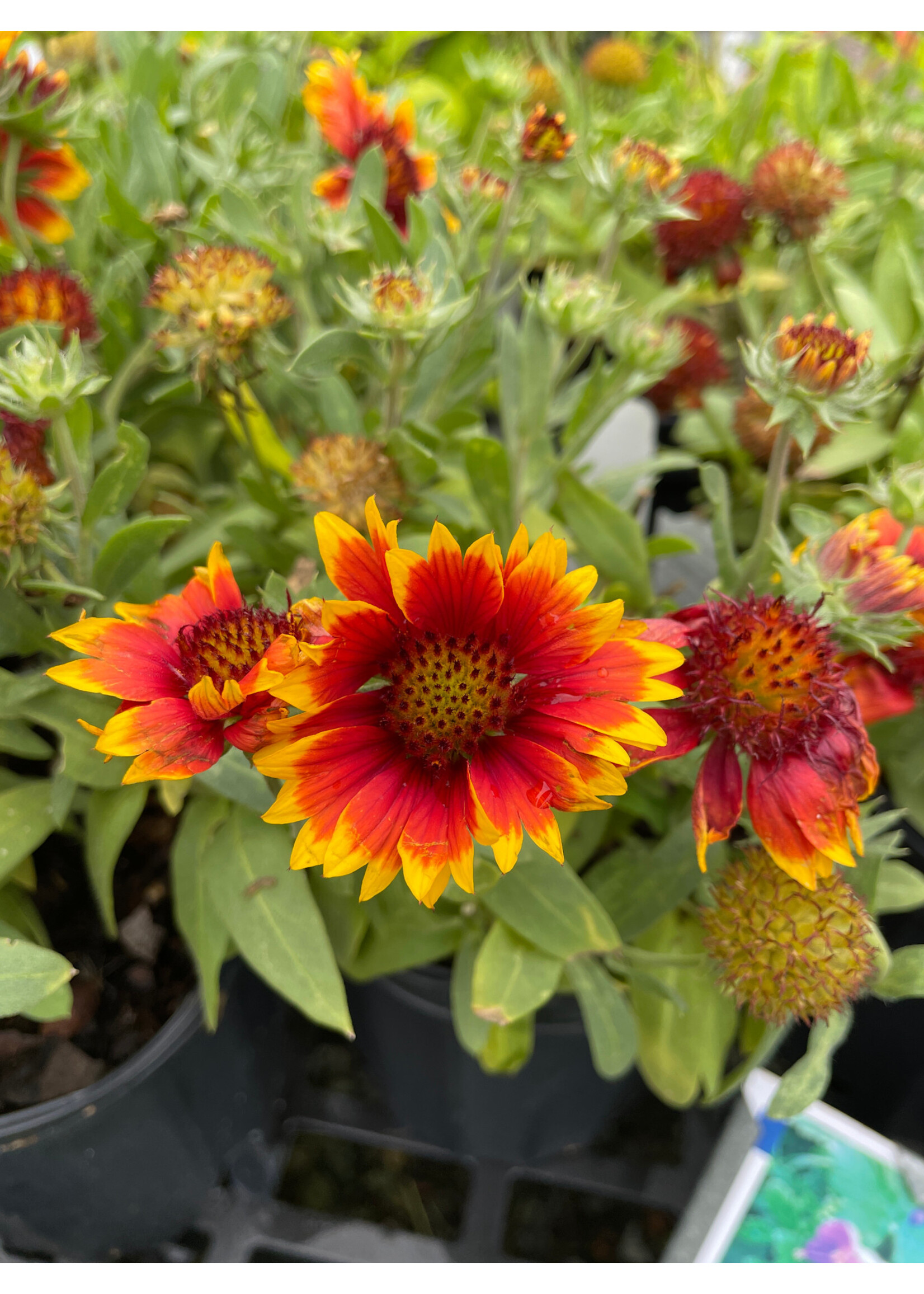 Gaillardia Arizona Sun Blanket Flower, Arizona Sun, #1