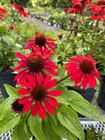 Echinacea pur. Sombrero Sangrita Coneflower, Red #1