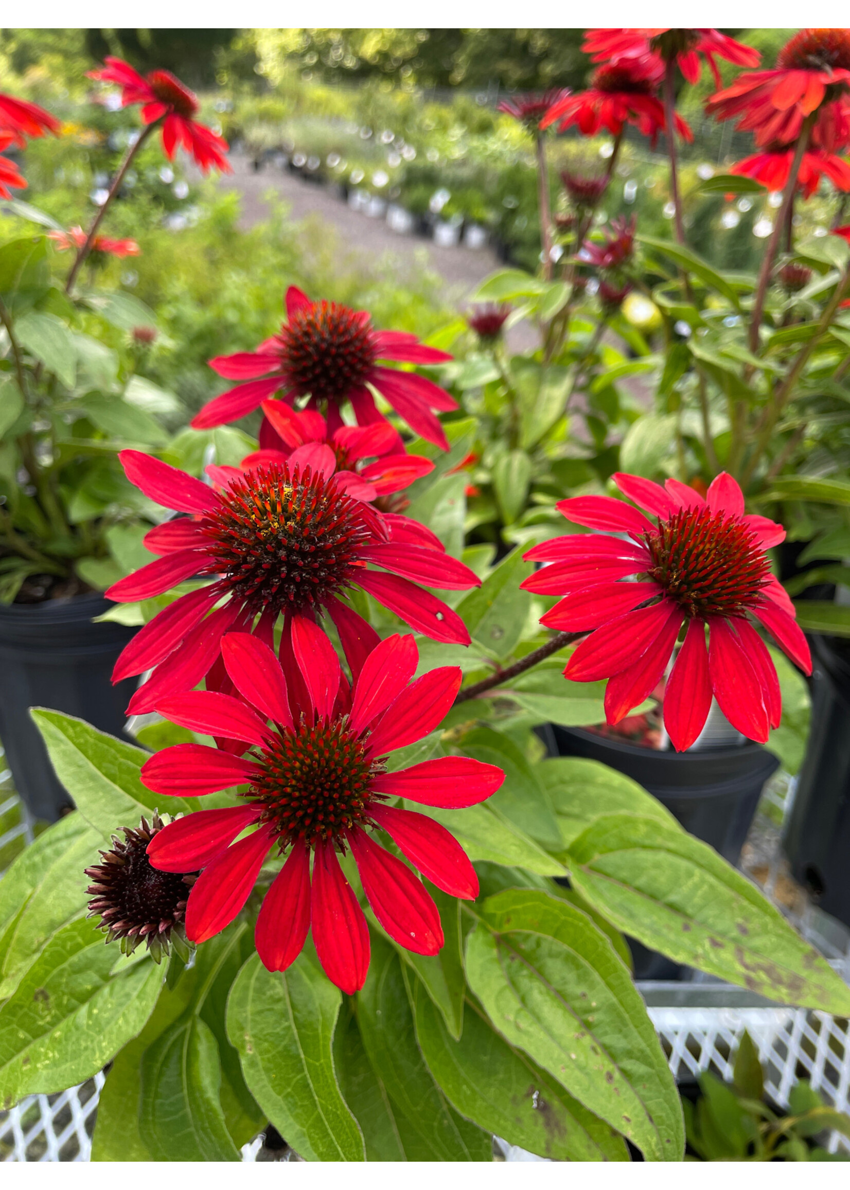 Echinacea pur. Sombrero Sangrita Coneflower, Red #1