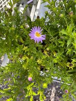 Aster dum. Wood's Blue,  Aster, Wood's Blue, #1