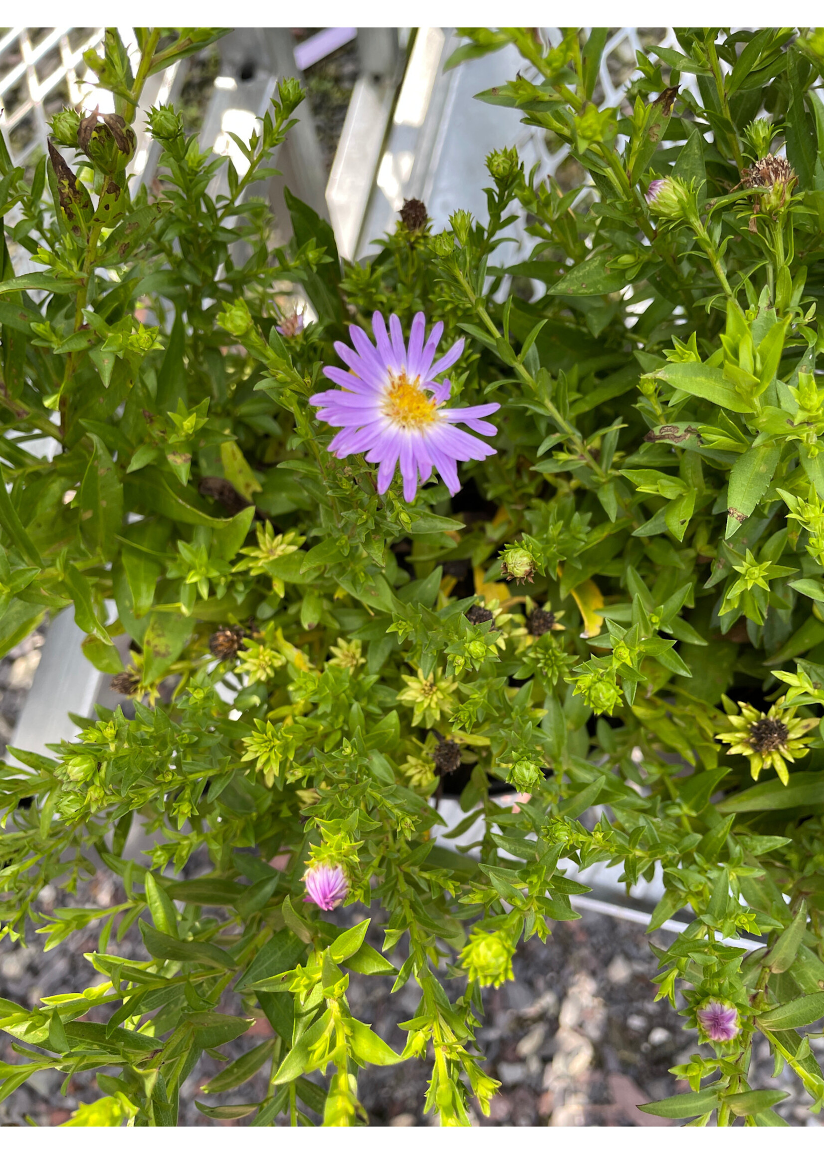 Aster dum. Wood's Blue,  Aster, Wood's Blue, #1