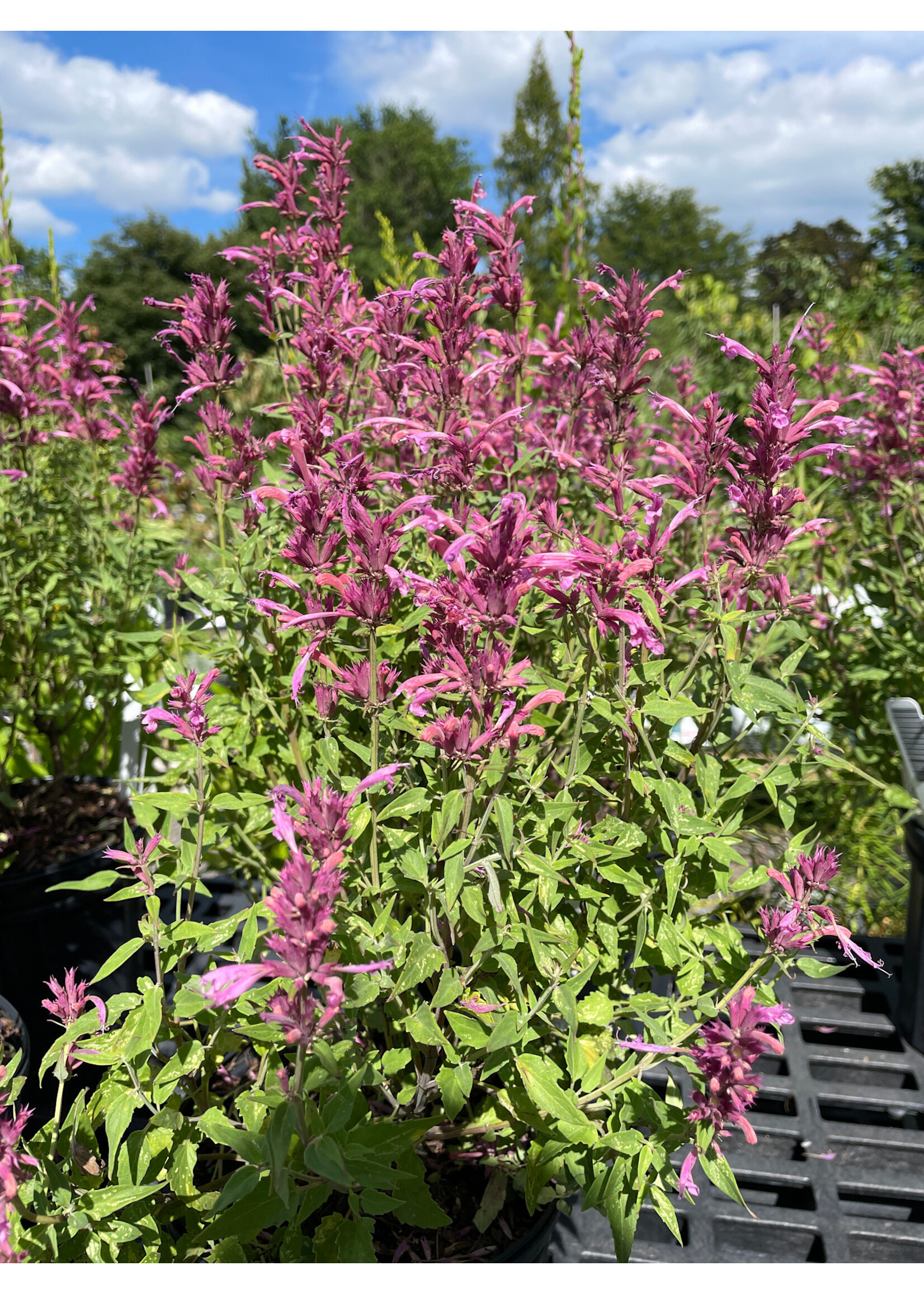 Agastache 'Rosie Posie' , Hyssop #1