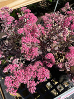 Sedum x Sedoro  Sunsparkler Dazzleberry
