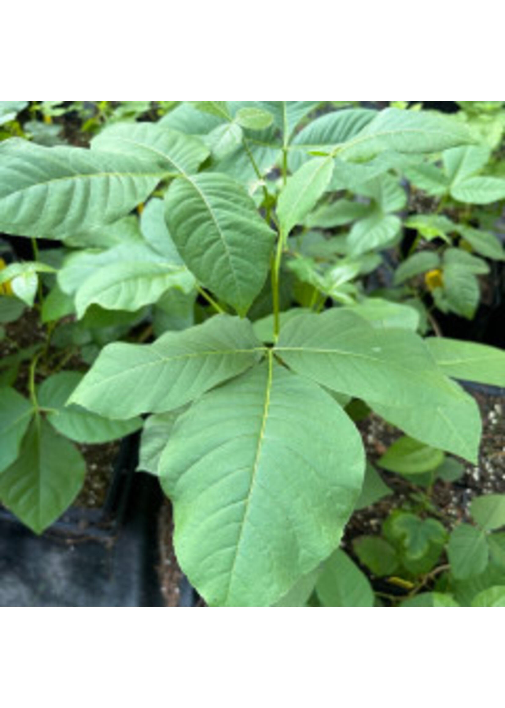 Ptelea trifoliata, Hop tree #7