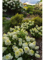Hydrangea panic. Little Hottie, Hydrangea - Hardy, Little Hottie, #3